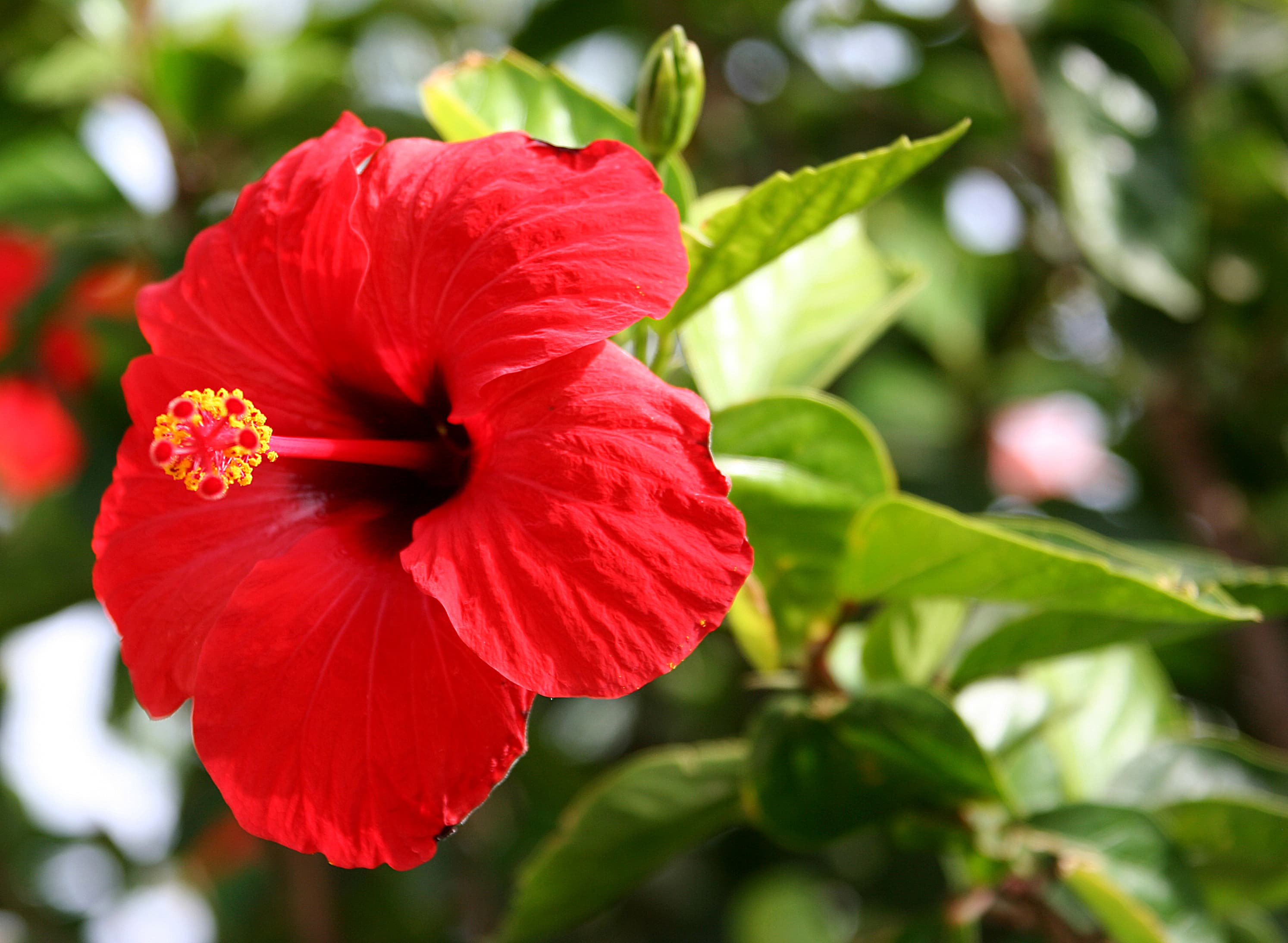 Hibiscus (China Rose)
