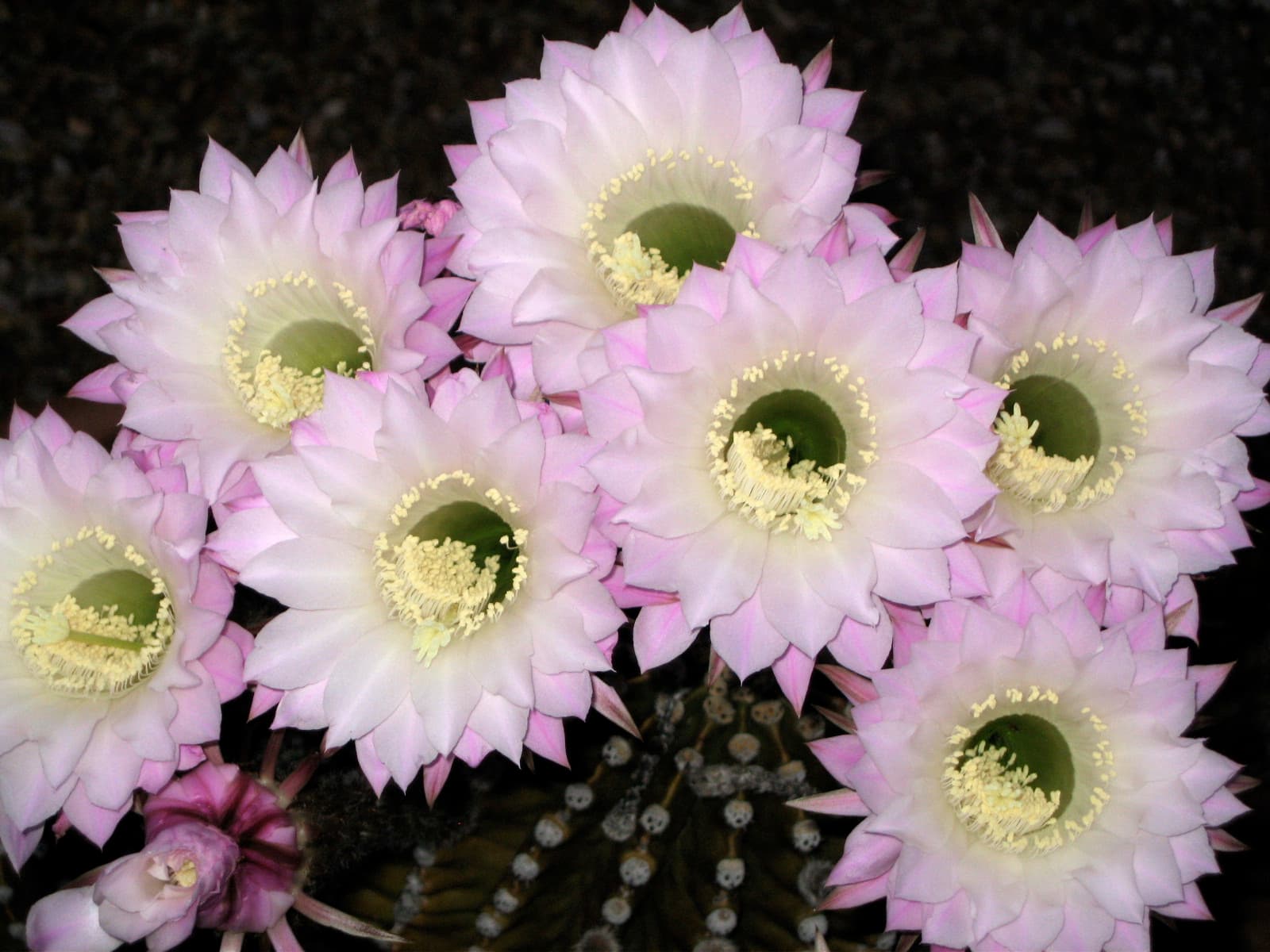 Cactus Care in Pakistan: Desert & Flowering Made Simple
