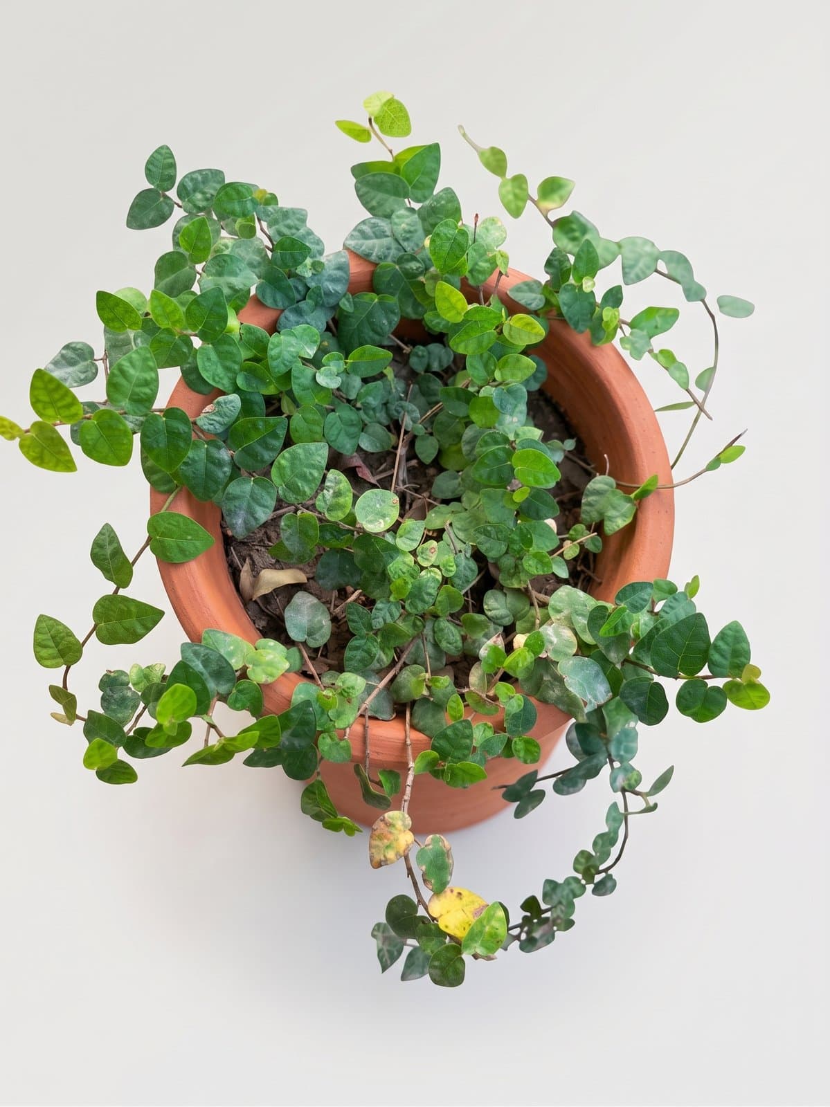 Creeping Fig (Ficus pumila)