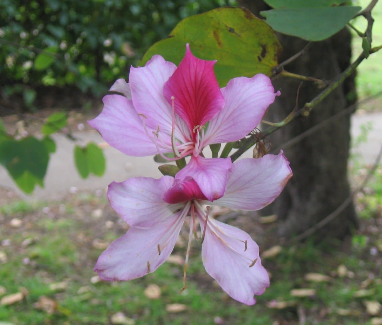 Kachnar (Orchid Tree): Flowers, Uses & Growing