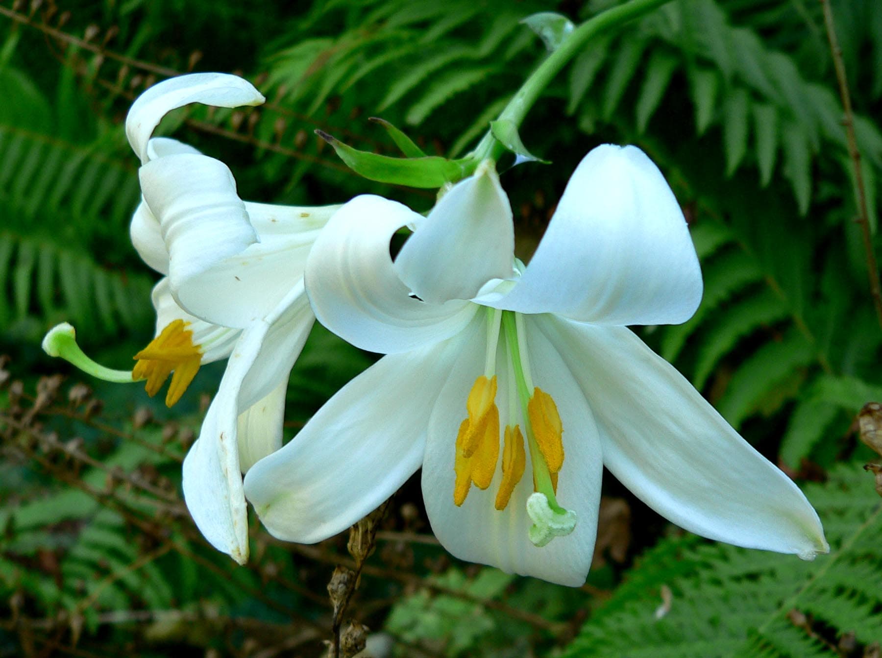 How to Grow Lilies in Pakistan (From Bulbs)