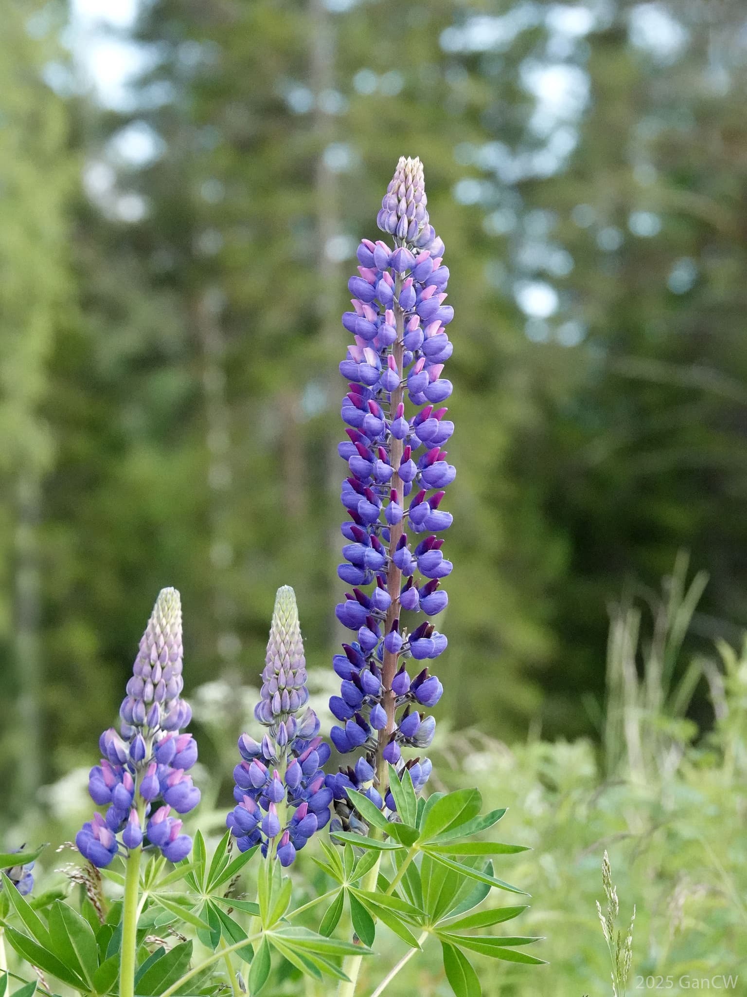 Growing Lupins: Winter Colour for Pakistani Gardens