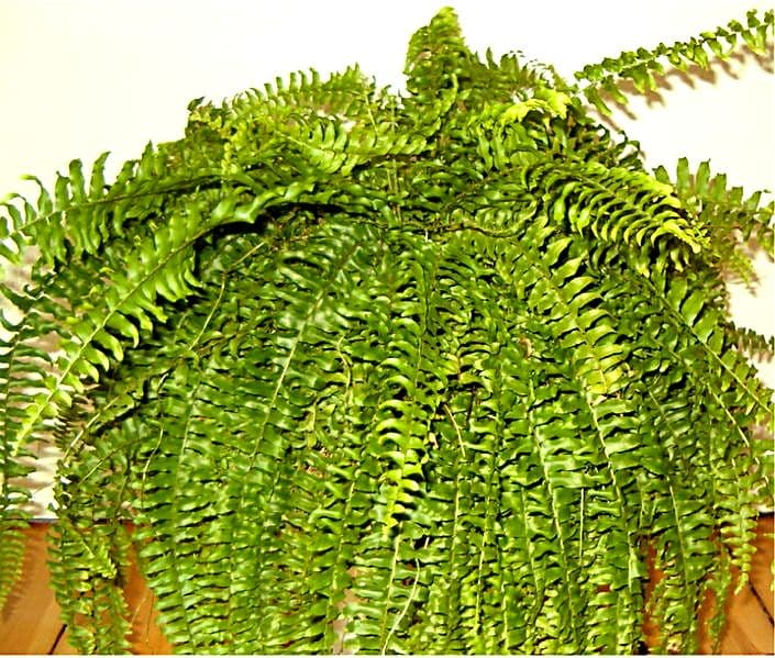 Growing Ferns Indoors in Pakistan