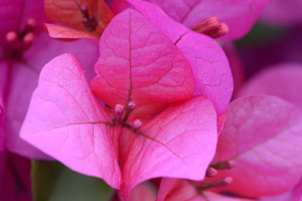 Growing Bougainvillea (Kaghazi Phool) in Pakistan