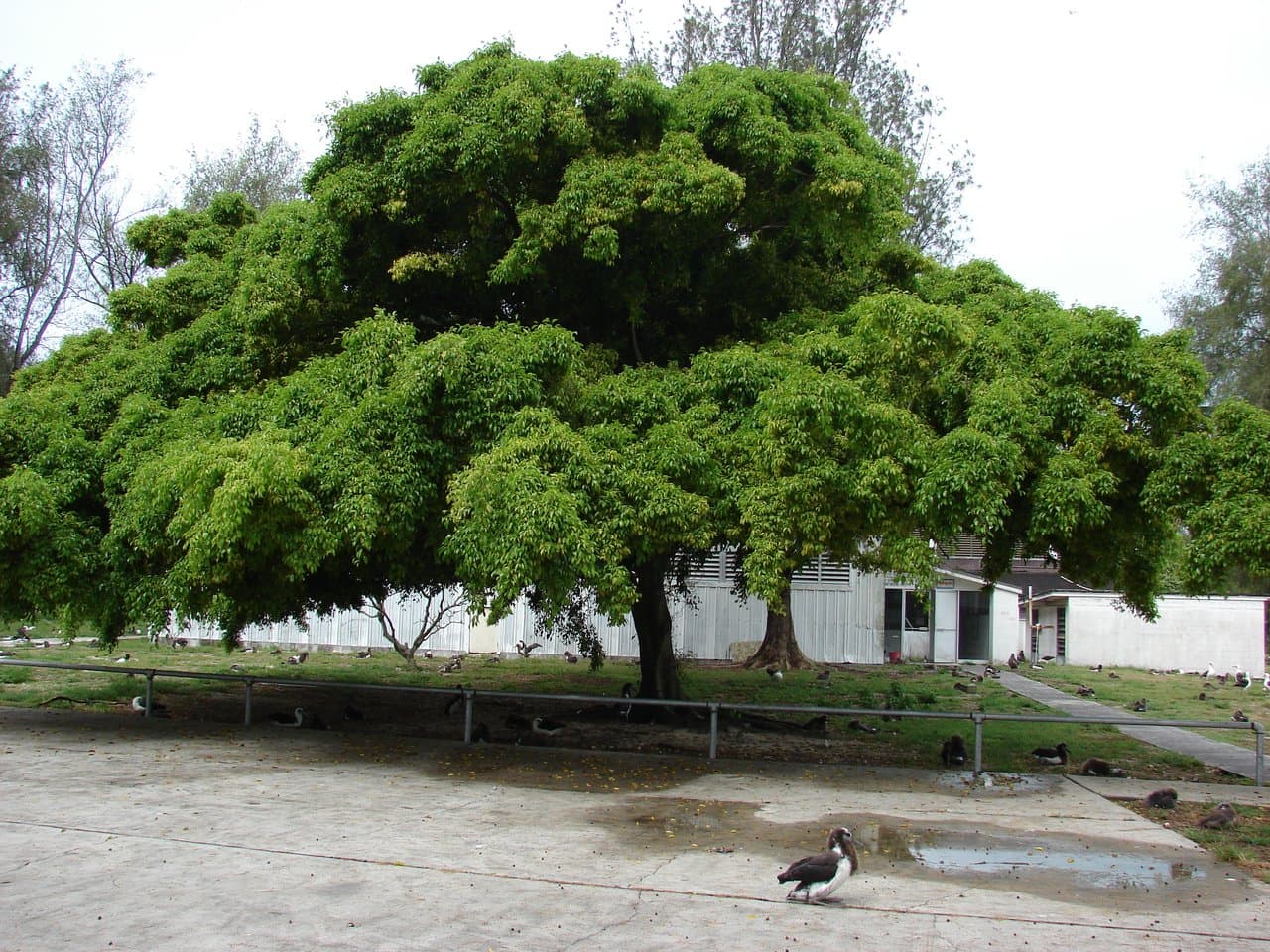 Ficus & Weeping Fig Care in Pakistan (Ficus benjamina)