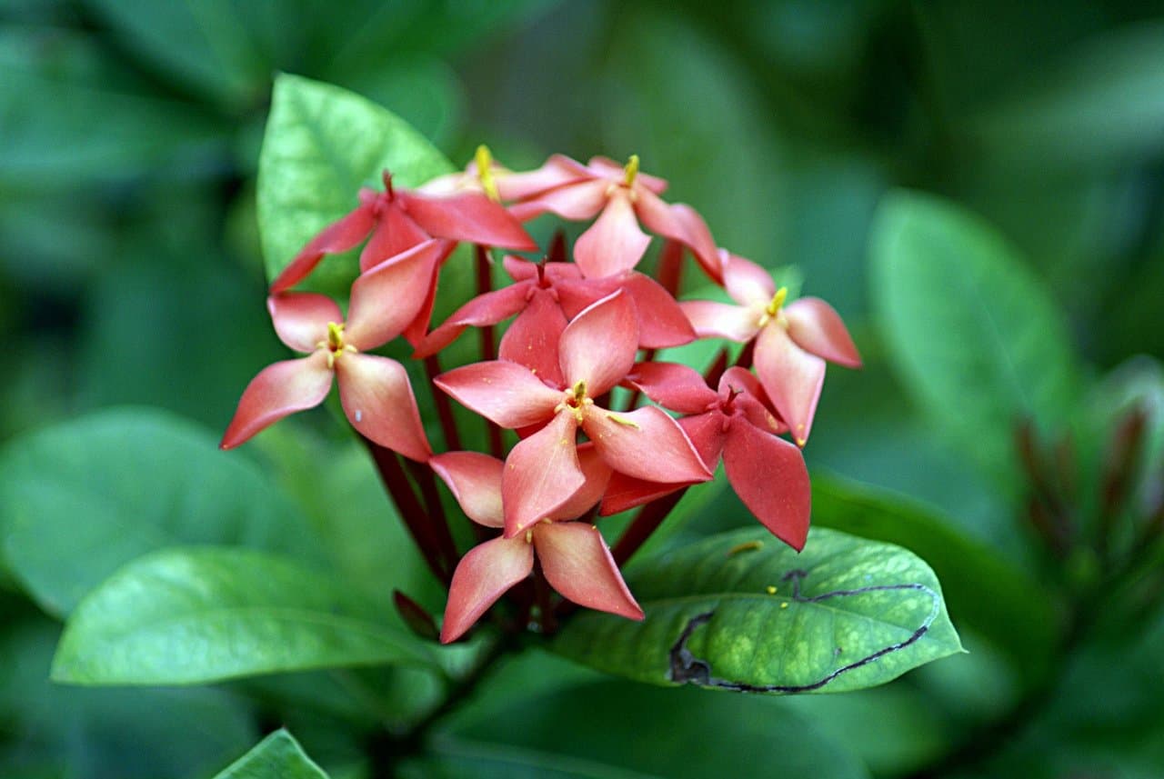 Ixora (Jungle Geranium) Care & Growing in Pakistan