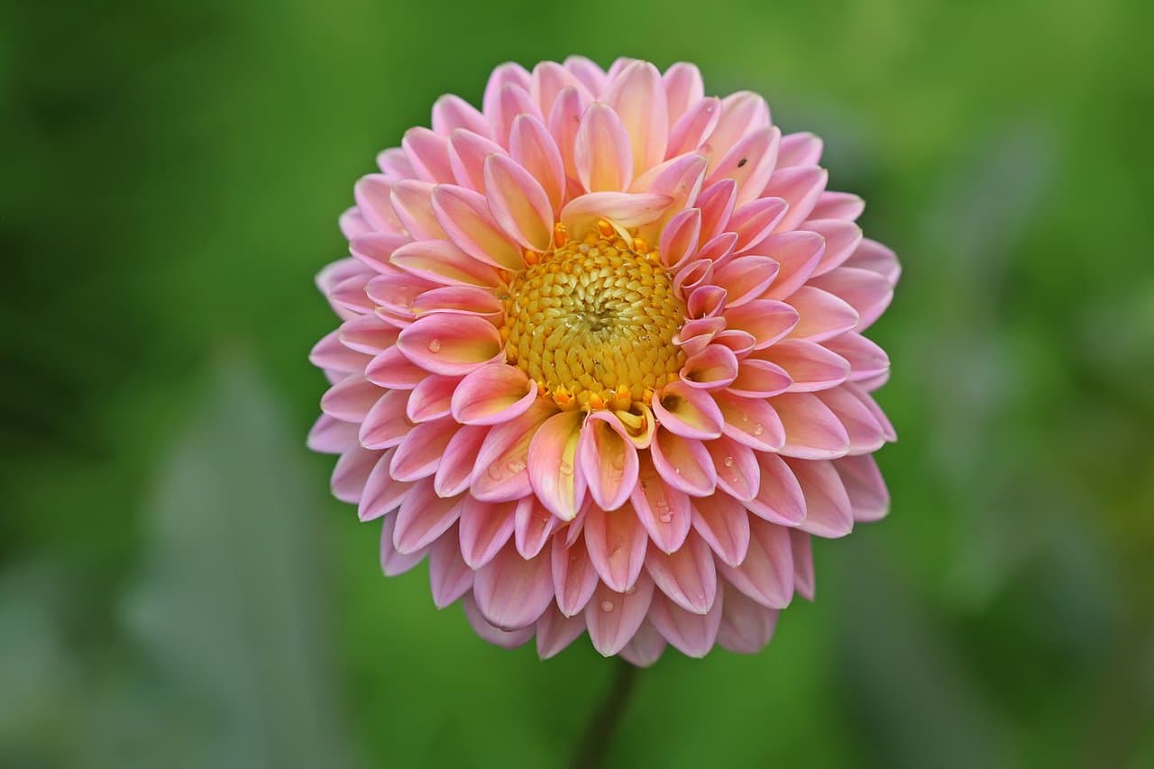 Growing Dahlia in Pakistan: Big Winter Blooms