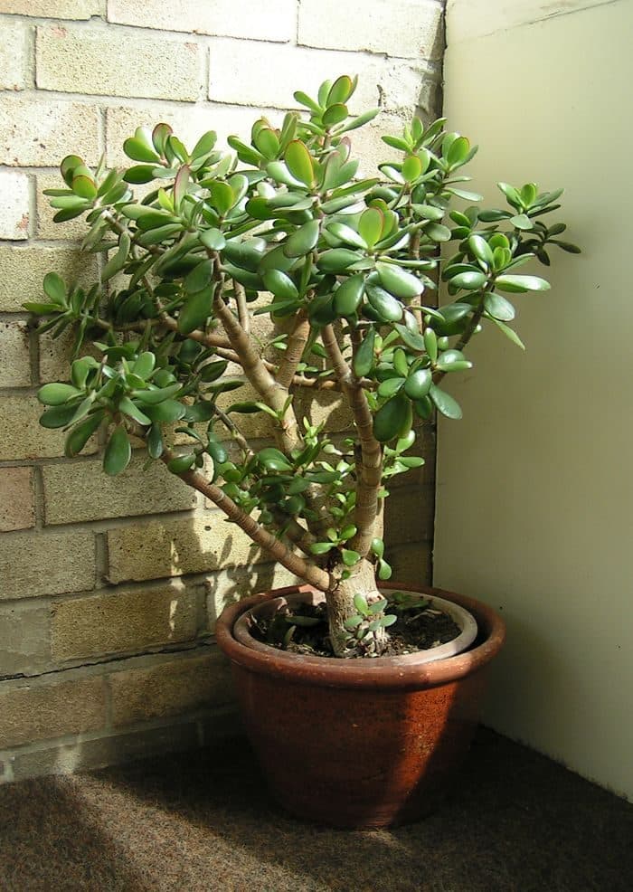 Jade Plant Care: How to Grow Crassula ovata in Pakistan