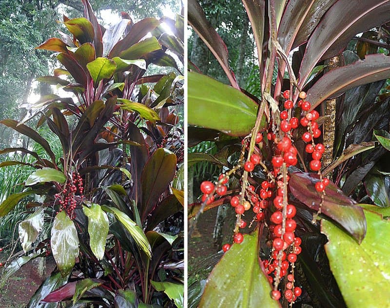 Cordyline (Ti Plant) Care: Bold Colour Indoors & Out