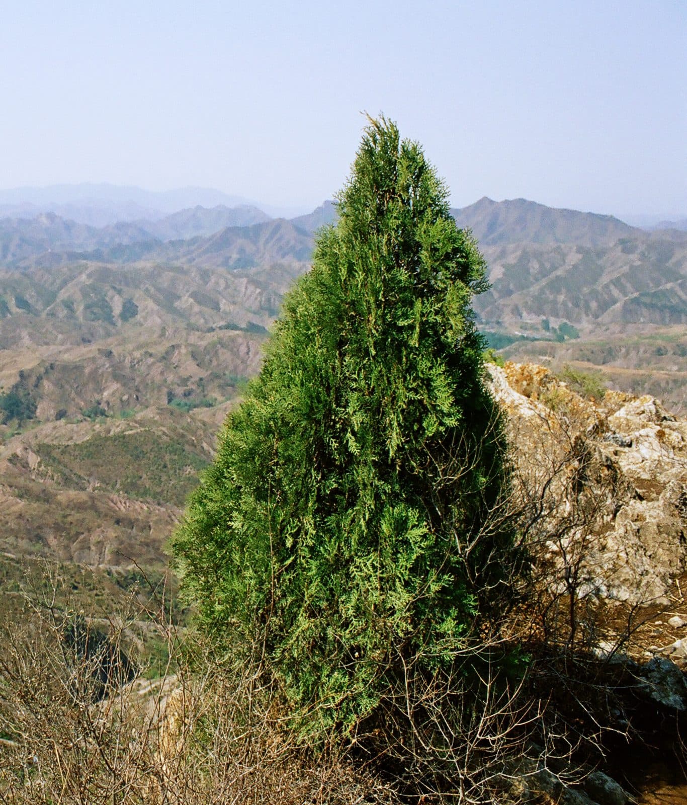 Pine & Conifers for Pakistani Gardens