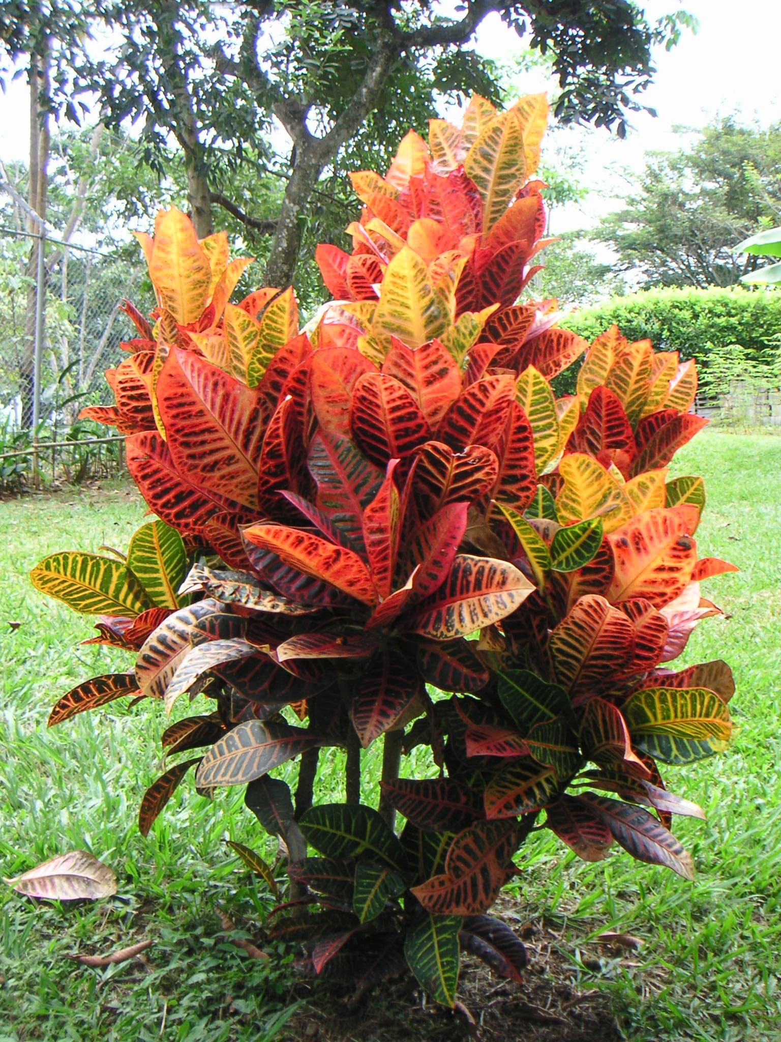 Croton Care: Bold Colour for Sunny Spots