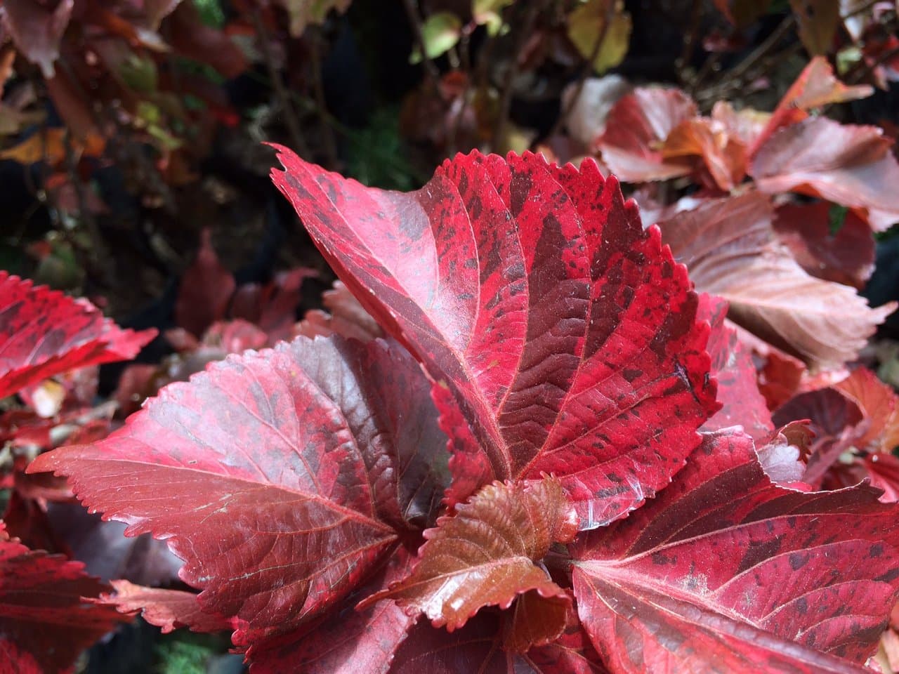 Copperleaf (Acalypha) Care: Year-Round Foliage Colour