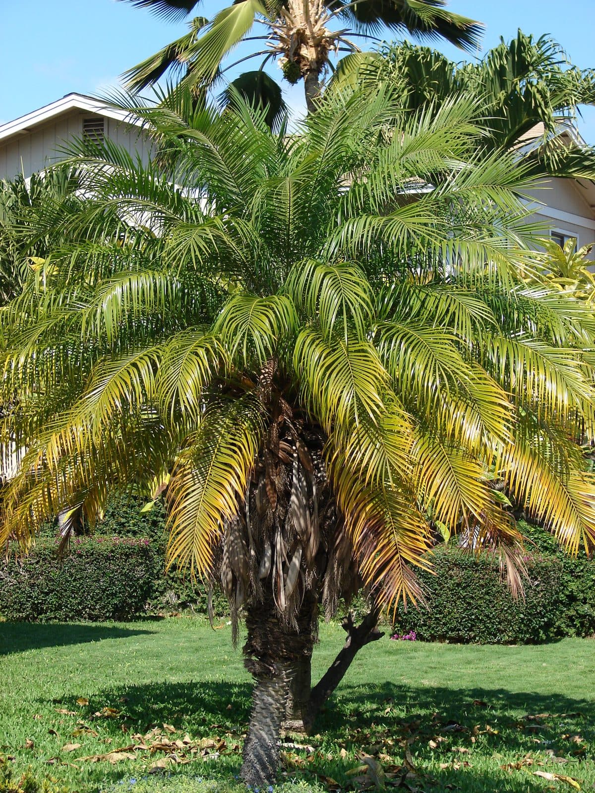 Palms for Pakistani Homes & Gardens