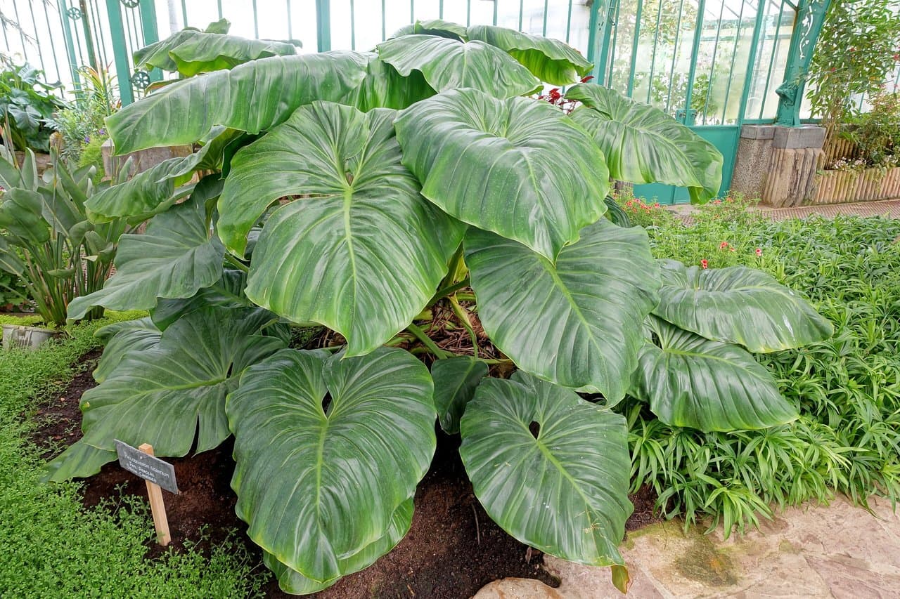 Philodendron کی دیکھ بھال: پاکستان کے لیے آسان پتوں والے انڈور پودے