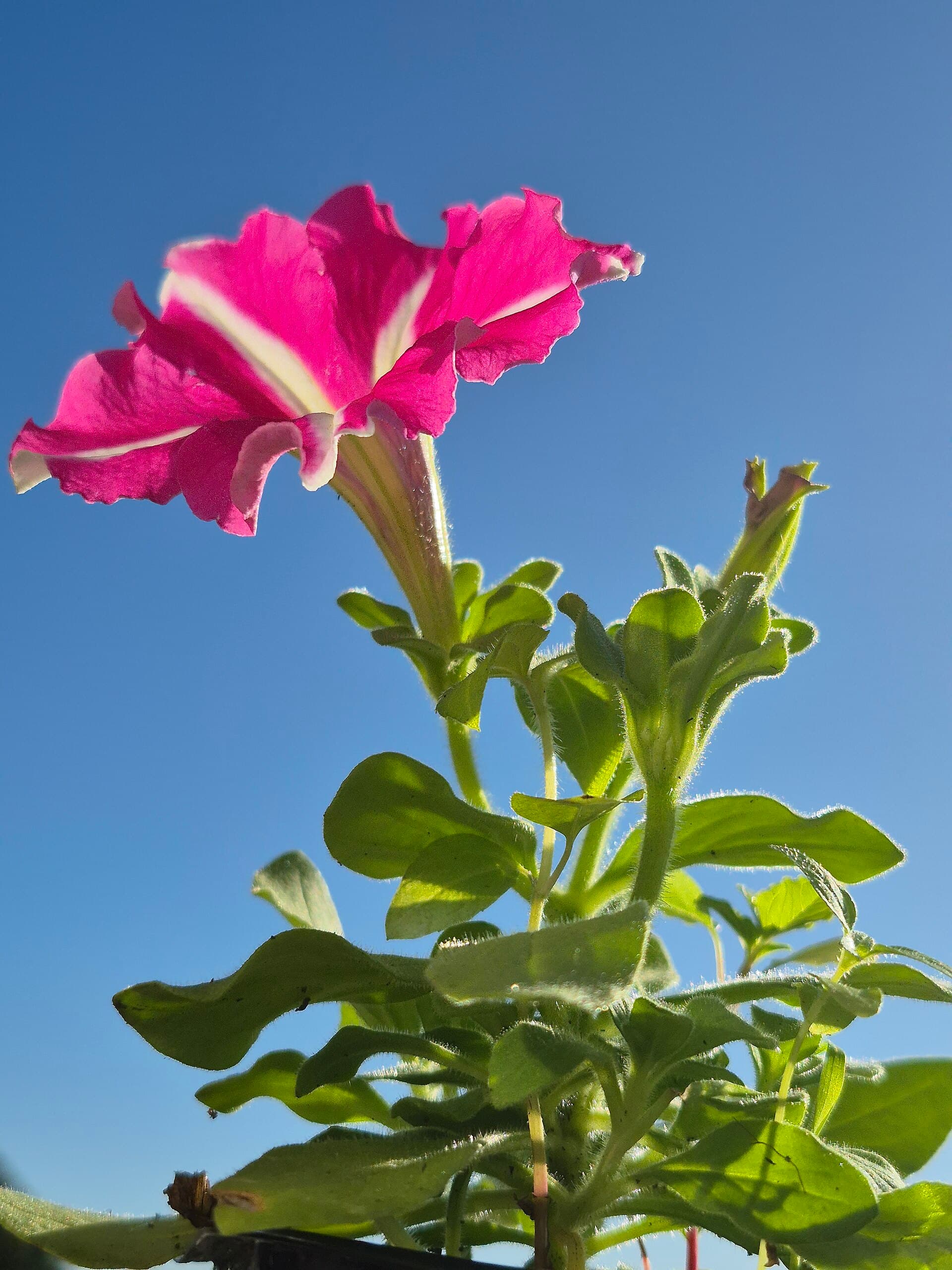 Winter Flowers for Pakistani Gardens
