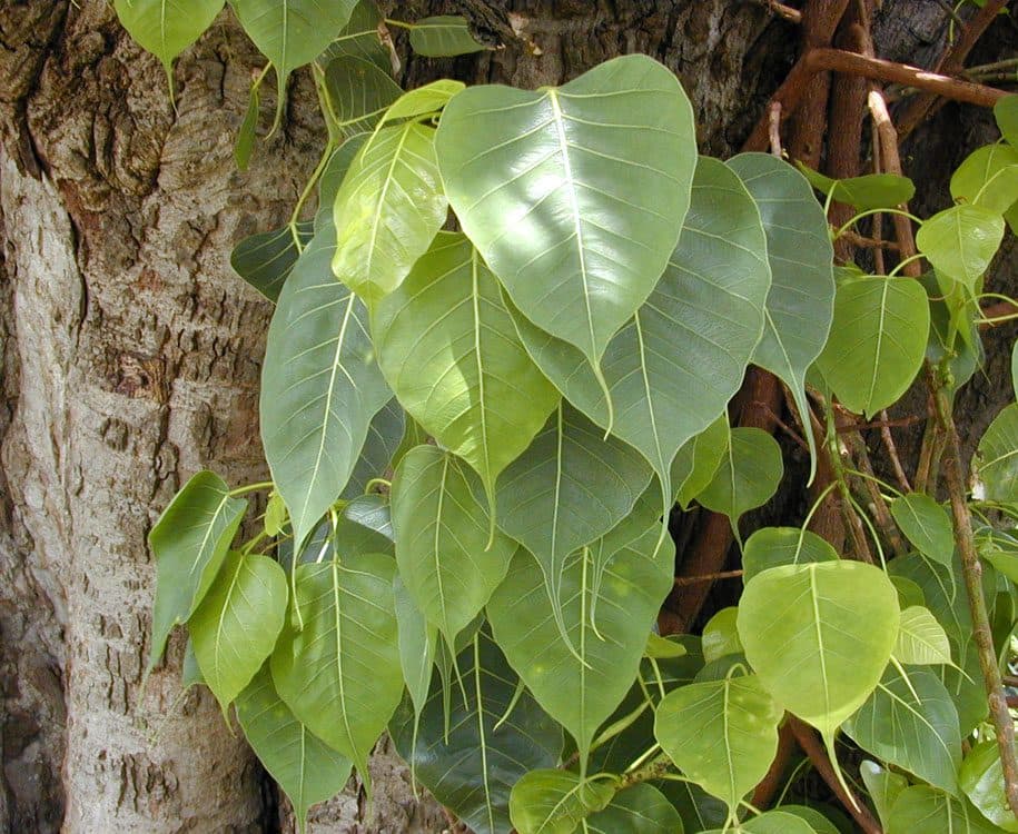 Peepal (Pipal) Tree: Meaning, Uses & How to Grow It