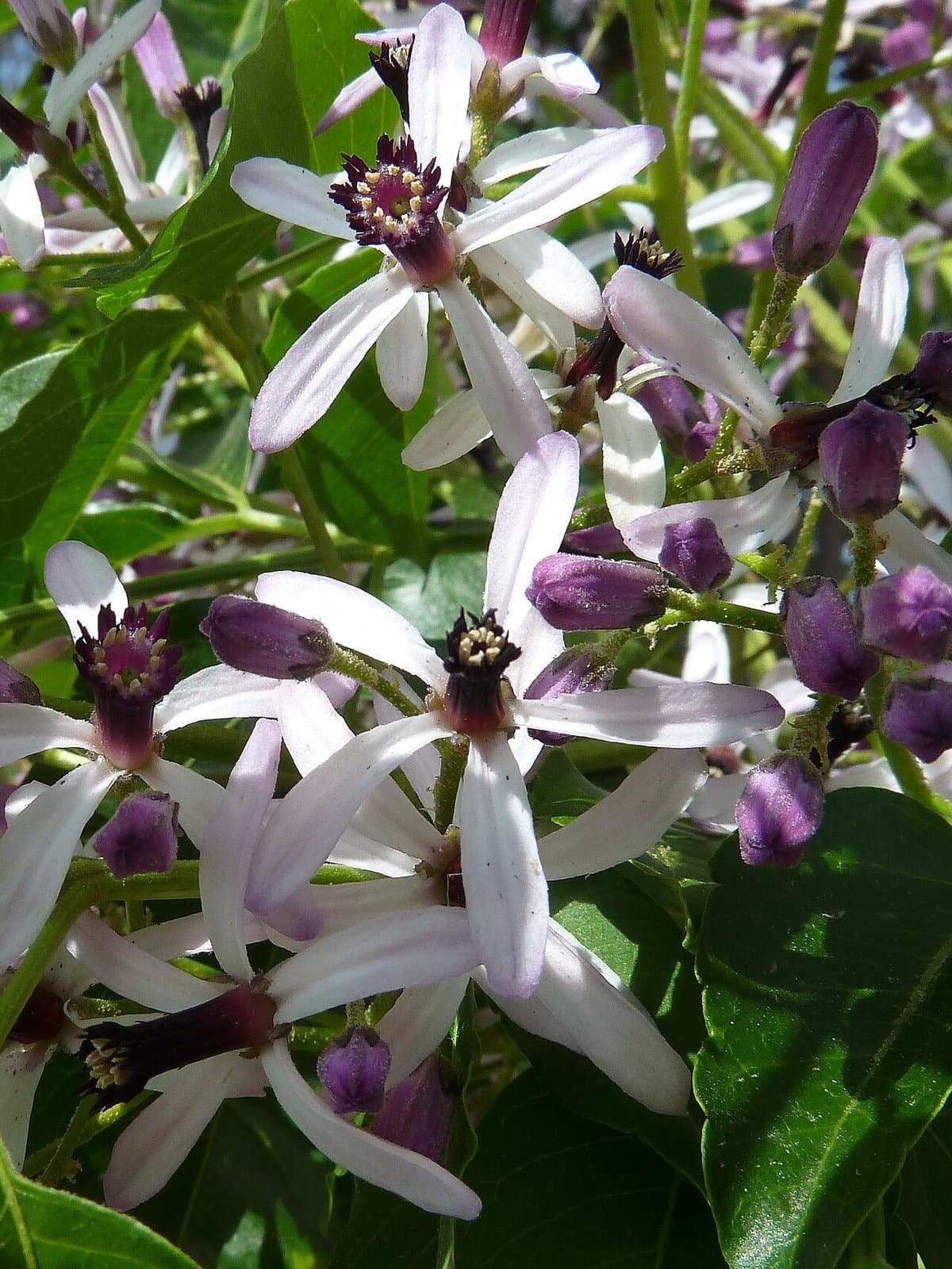 Bakain (Chinaberry Tree): Shade, Uses & How to Grow It