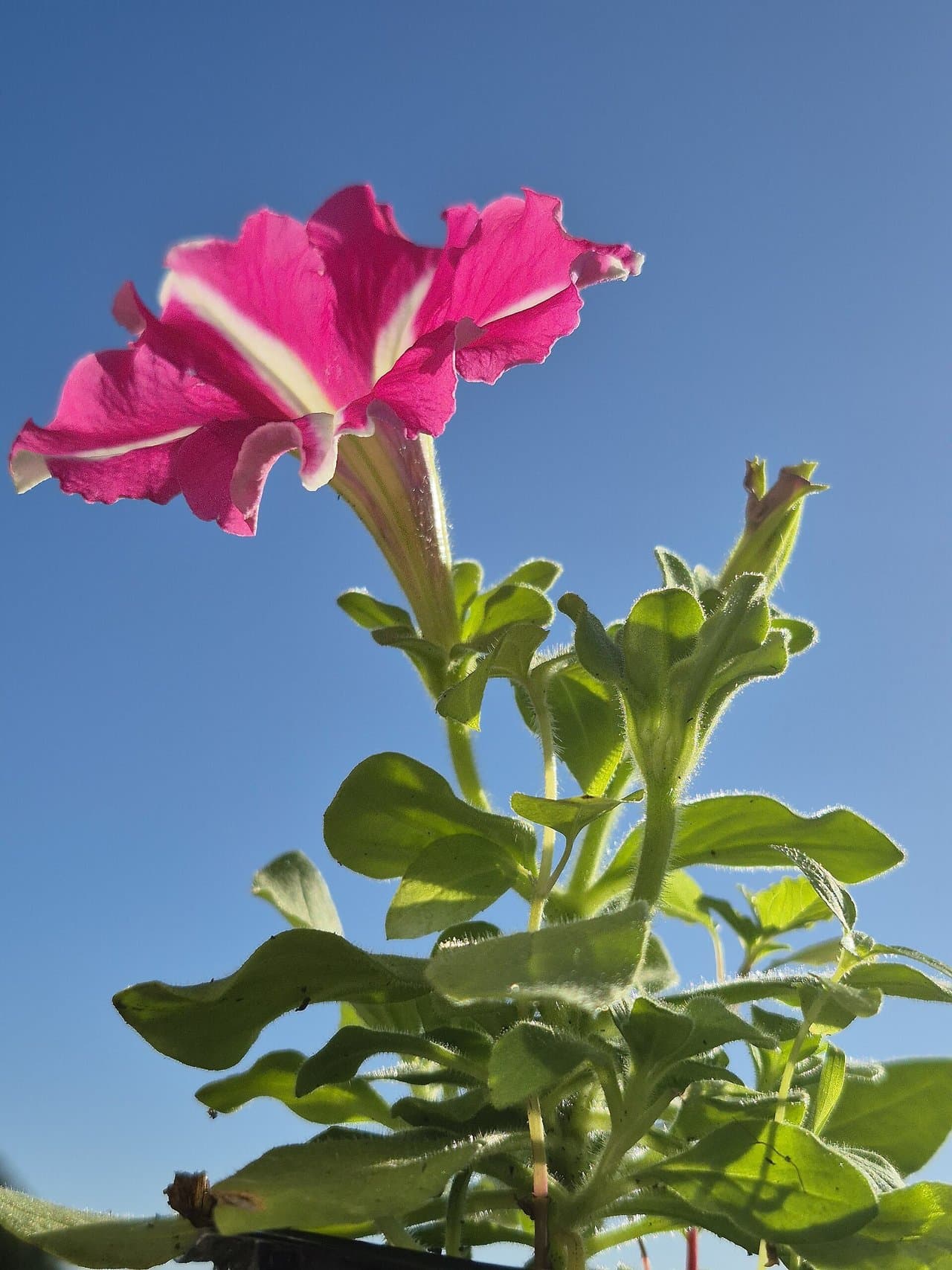 Growing Petunia in Pakistan: Colour for Pots & Borders