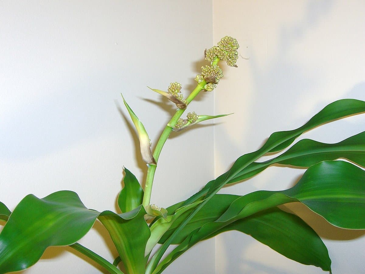 کارن پلانٹ (Dracaena) کی دیکھ بھال: پاکستانی گھروں کے لیے ایک آسان انڈور درخت