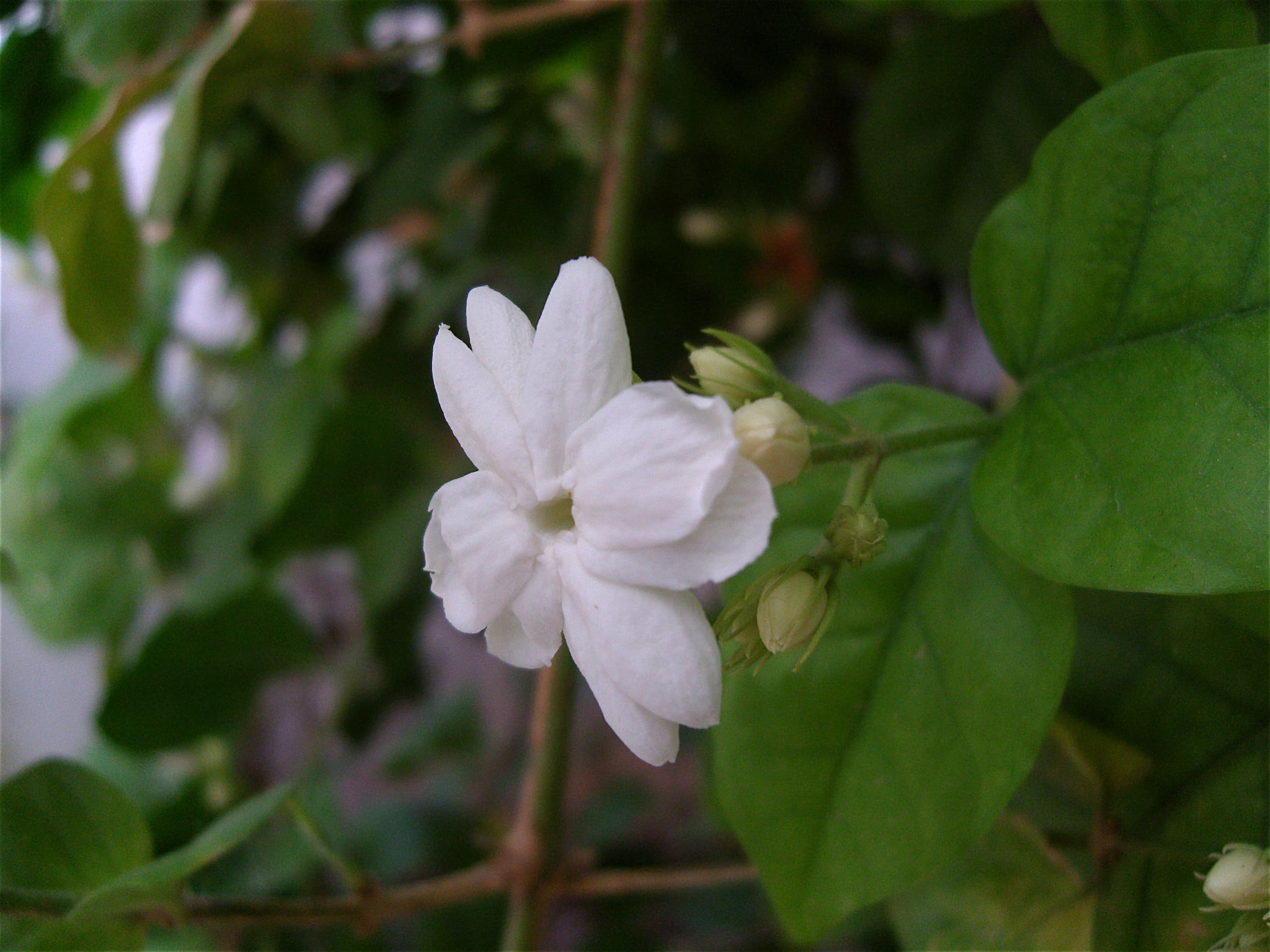 Growing Jasmine (Motia) at Home: Scent, Sun and Care
