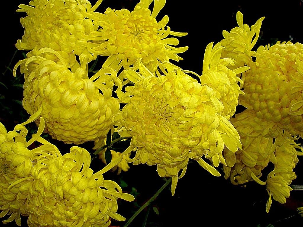 Growing Chrysanthemum (Guldaudi) in Pakistan