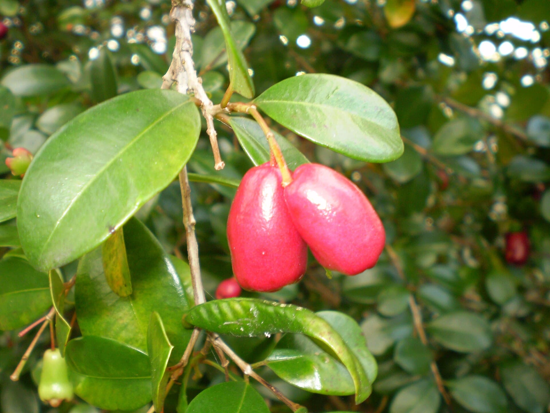 Christina Plant (Syzygium): A Fast, Colourful Hedge for Lahore