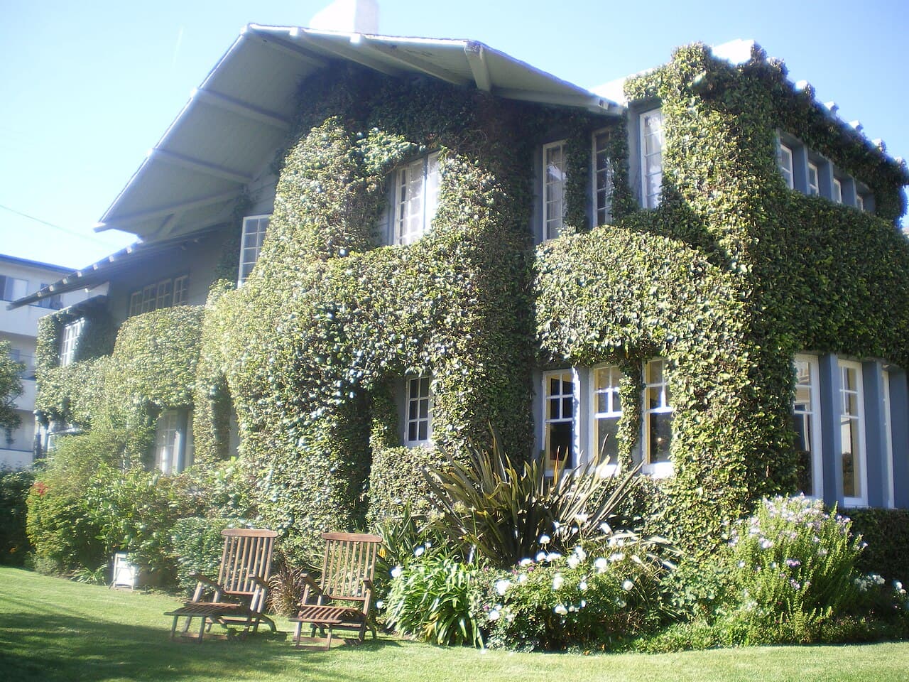 Creeping Fig (Ficus pumila): The Green Wall Plant for Lahore Homes