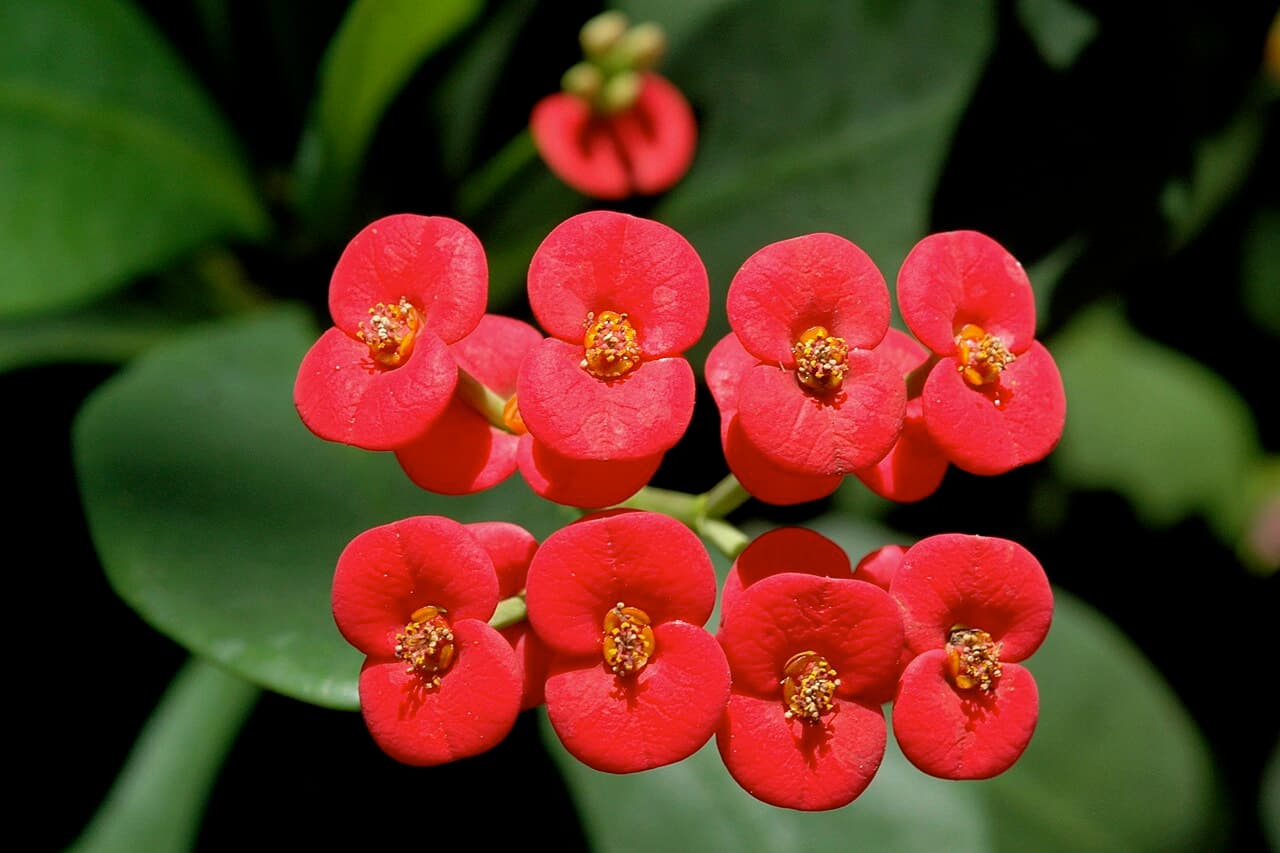 Crown of Thorns (Euphorbia milii) Care: The Plant That Loves Lahore's Heat