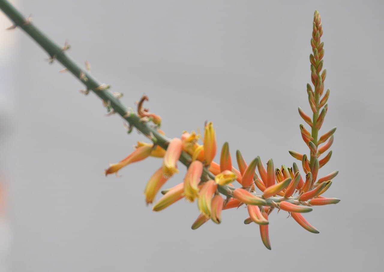 Drought-Tolerant Plants for a Lahore Summer