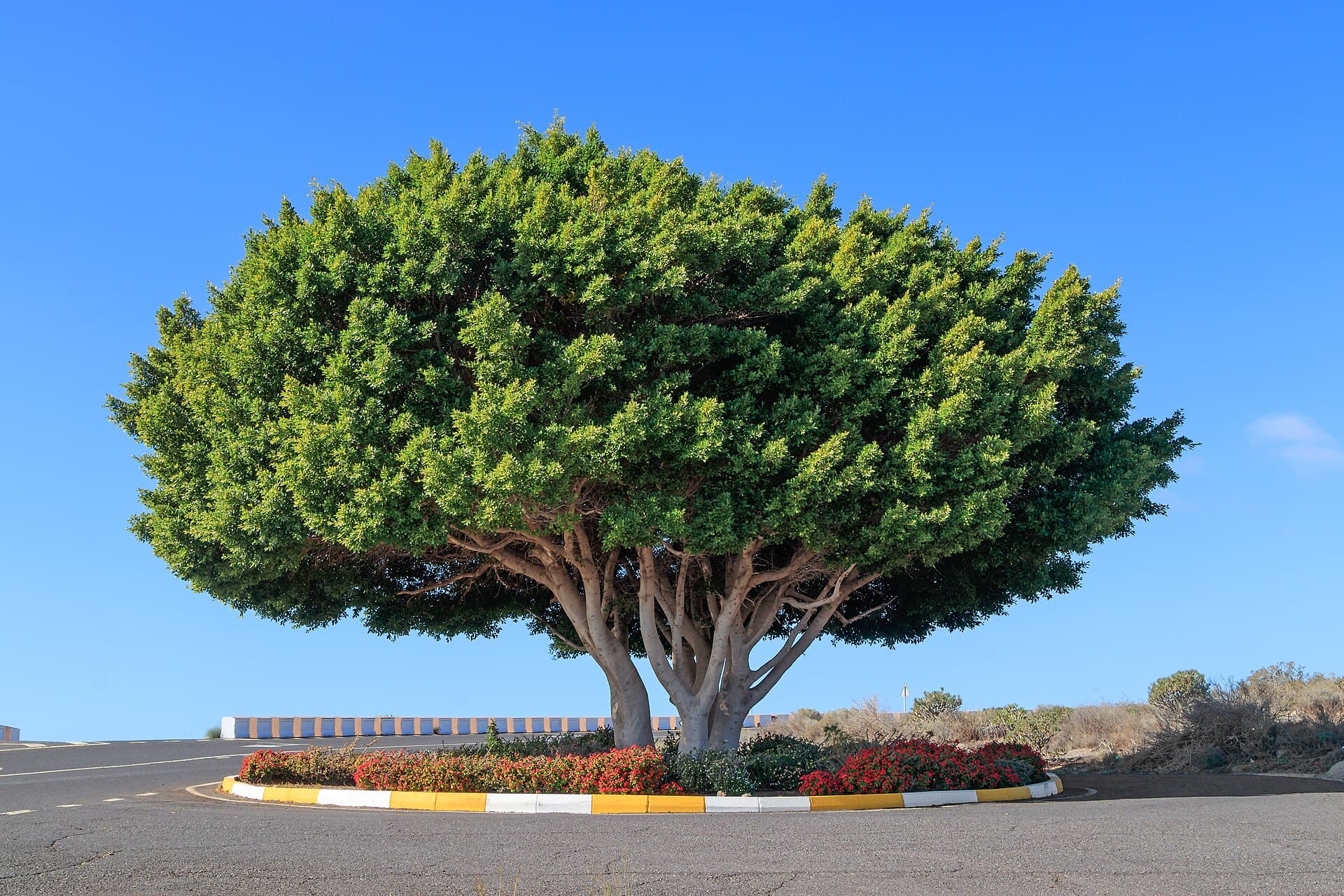 Ficus Indian Laurel (Ficus microcarpa): Hedge, Tree & Bonsai