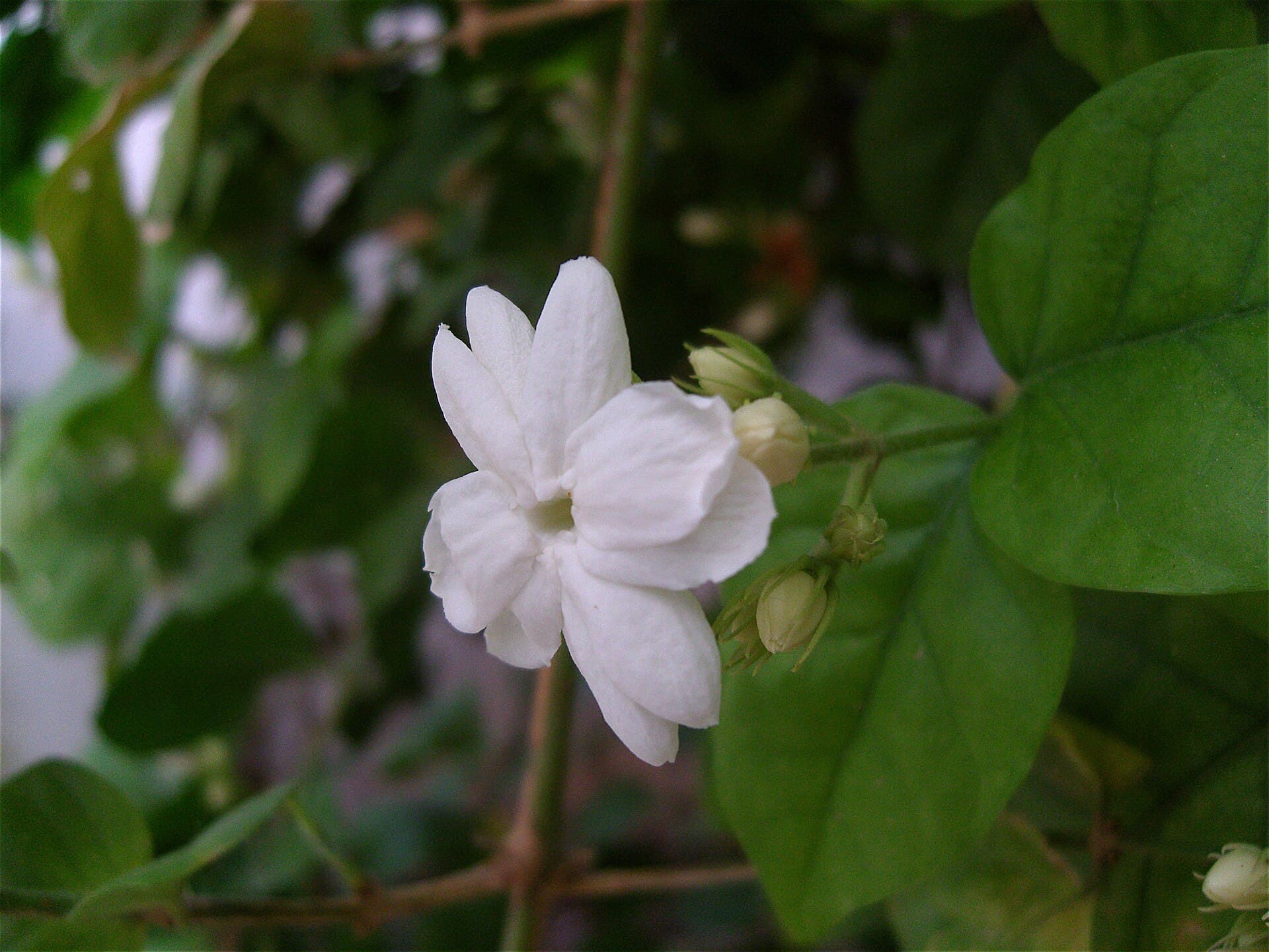 Fragrant Plants for Pakistani Homes & Gardens