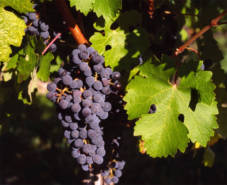 Growing Grapes (Angoor) in Lahore: Planting, Training and Your First Harvest
