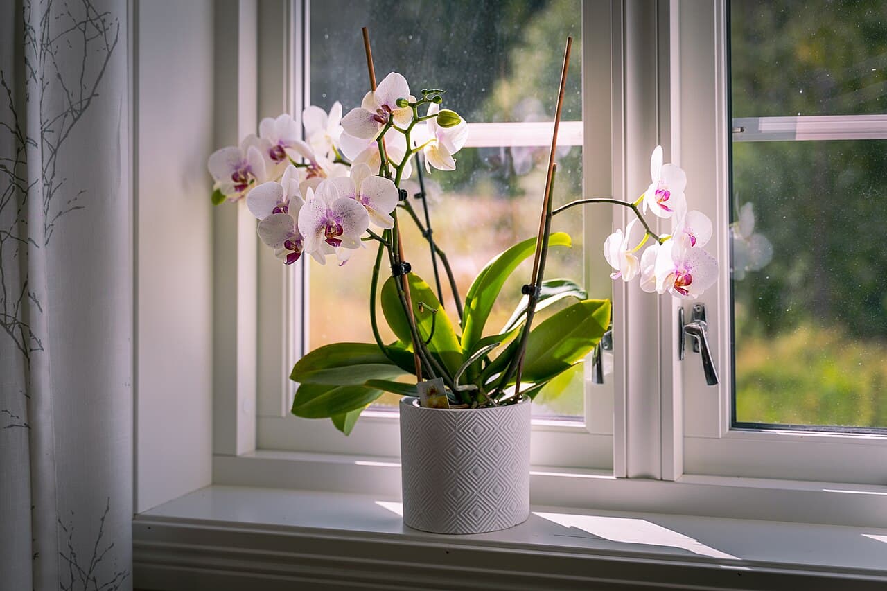 Winter Care for Indoor Plants in Lahore: Keep Them Green Till Spring