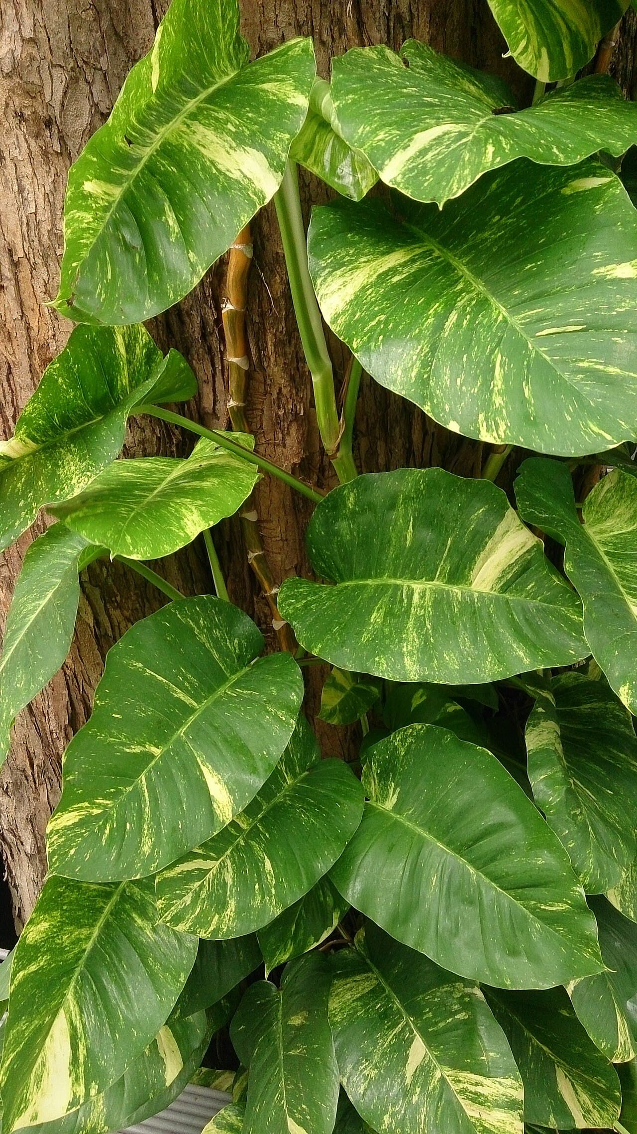 Buying a Money Plant in Lahore: How to Pick a Healthy One