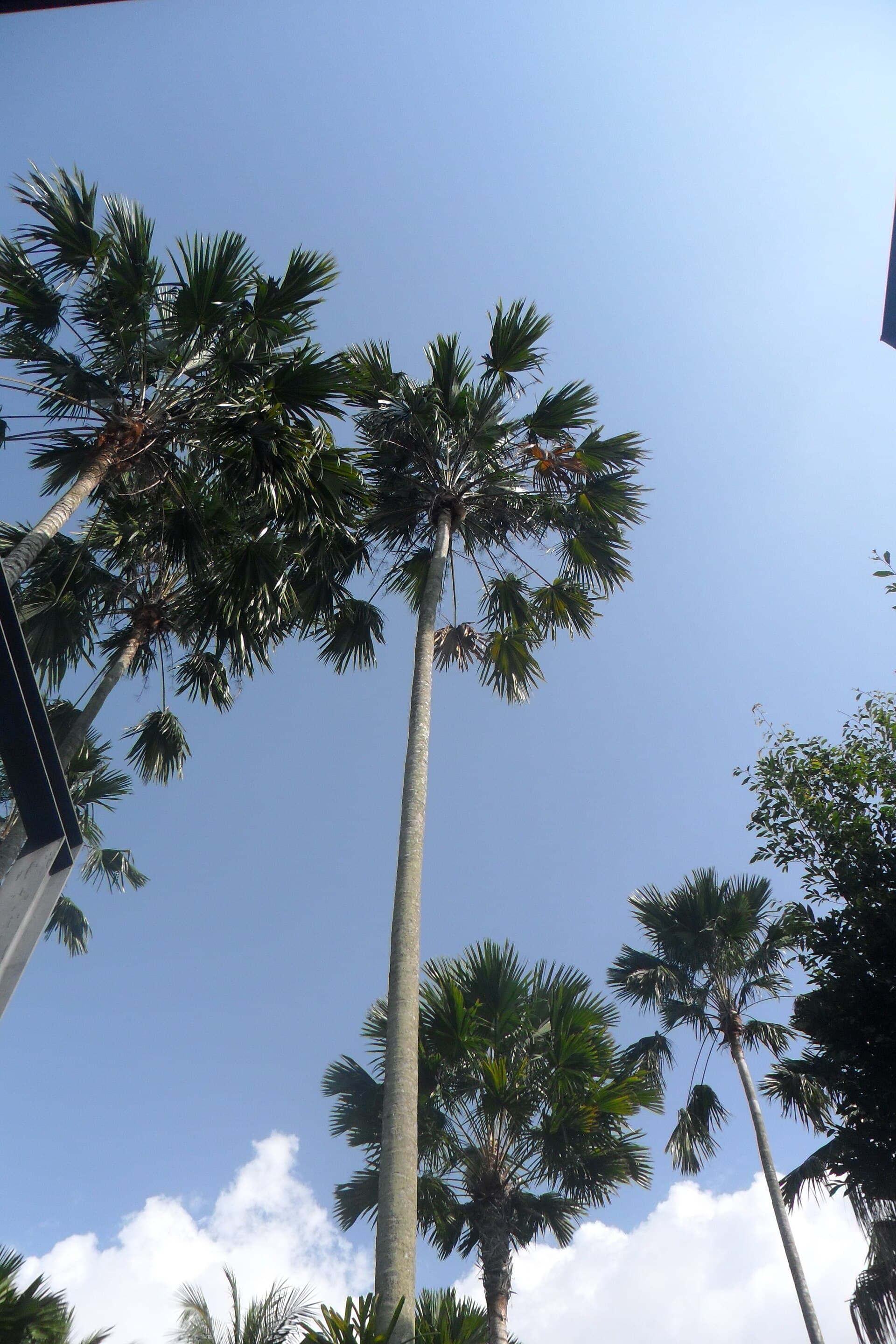 Table Palm (Livistona) Care: A Compact Fan Palm for Indoors