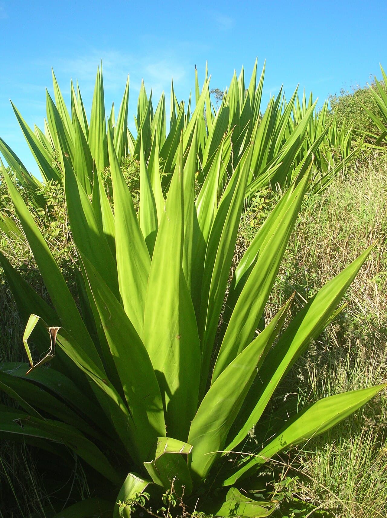 Variegated False Agave (Farqaria): A Tough, Striking Succulent