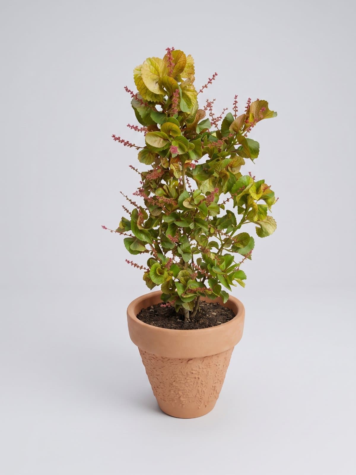 Curly Copperleaf (Acalypha)