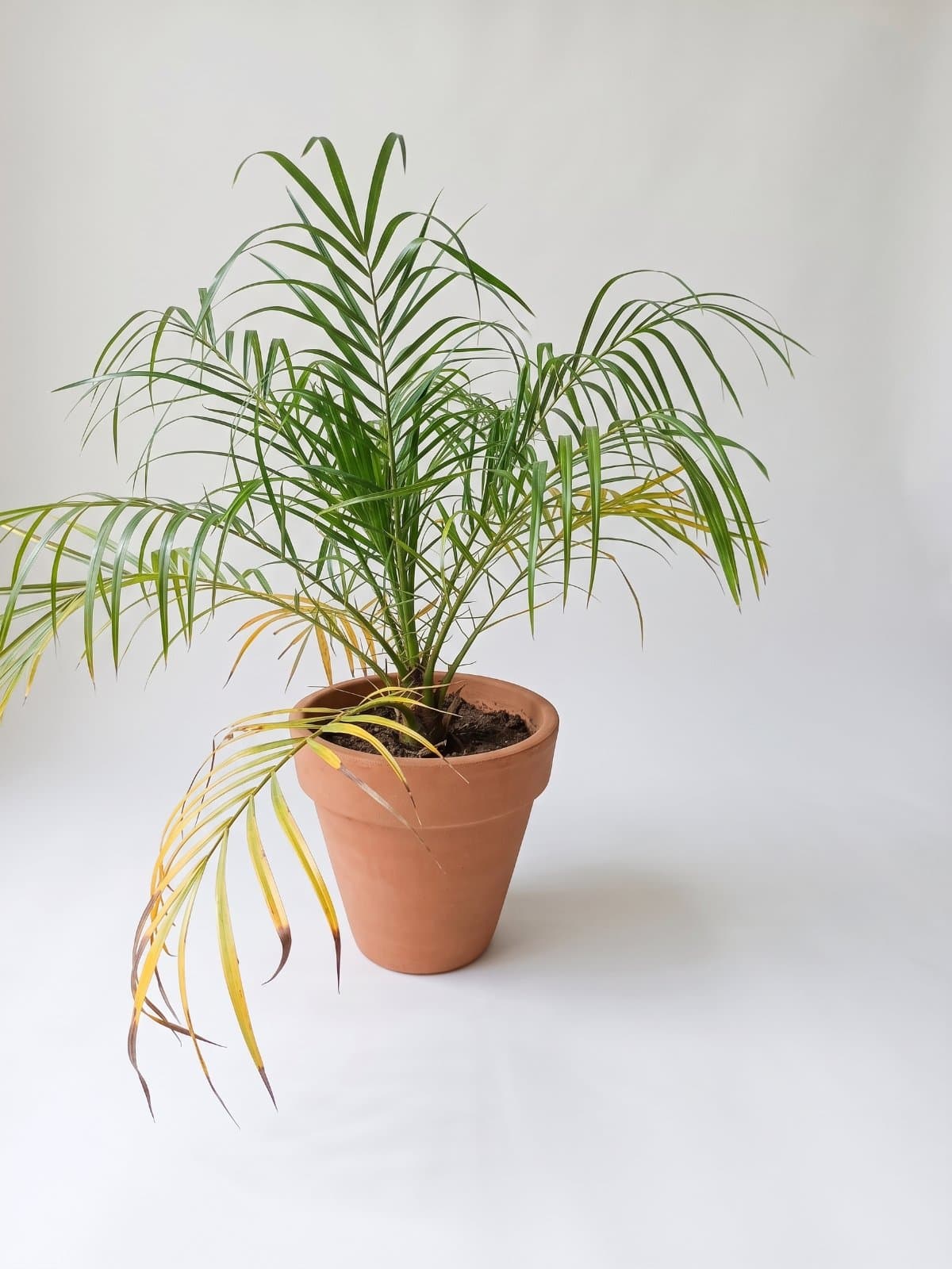 Pygmy Date Palm (Phoenix Palm)