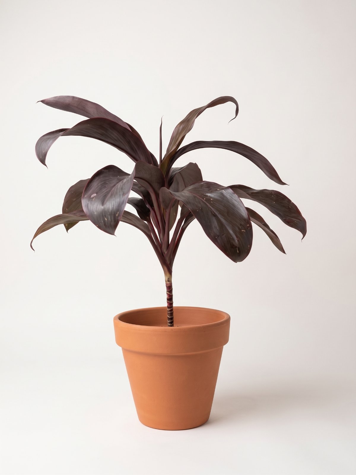 Red Cordyline (Ti Plant)