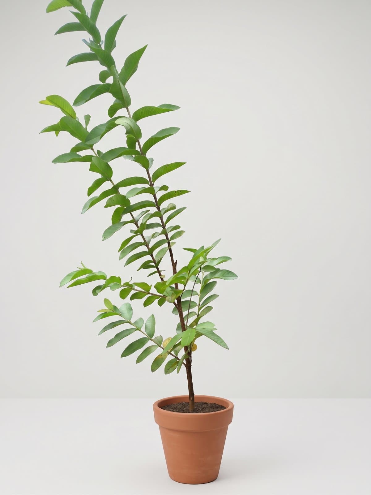 Guava Plant (Amrood)