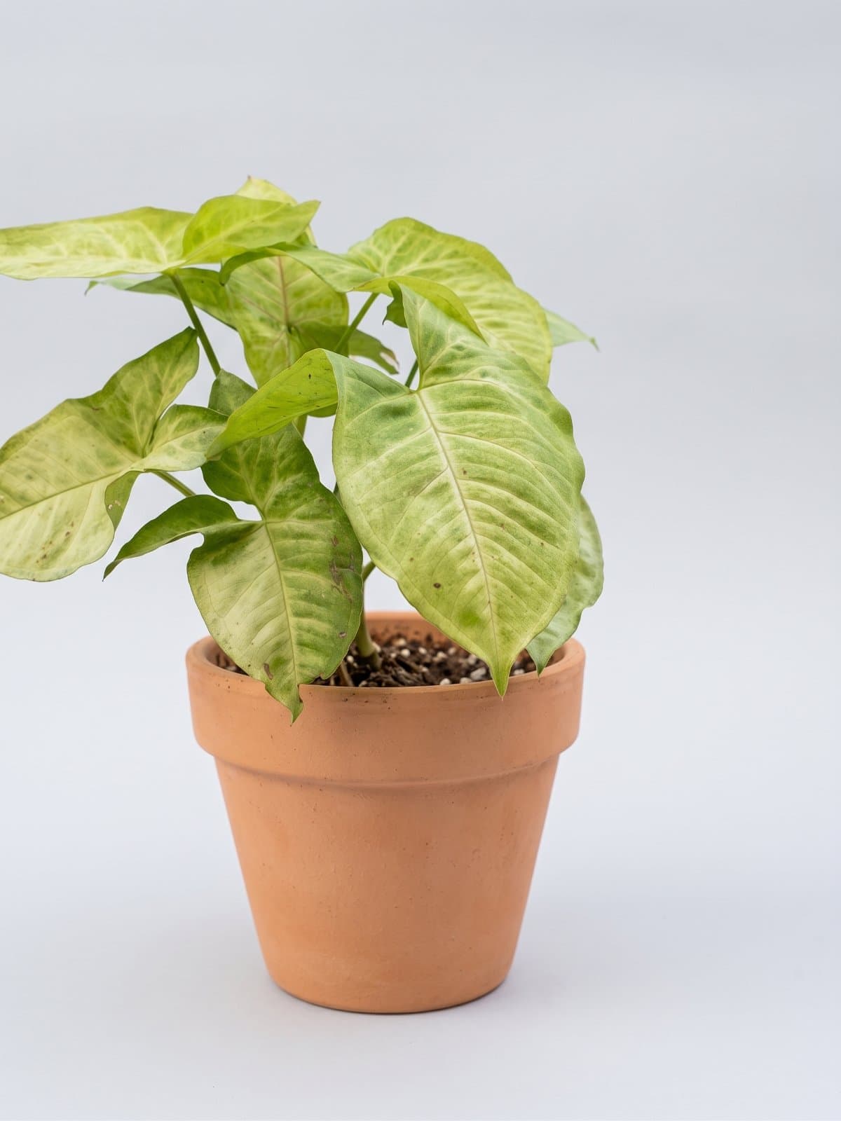 Syngonium (Arrowhead Plant)