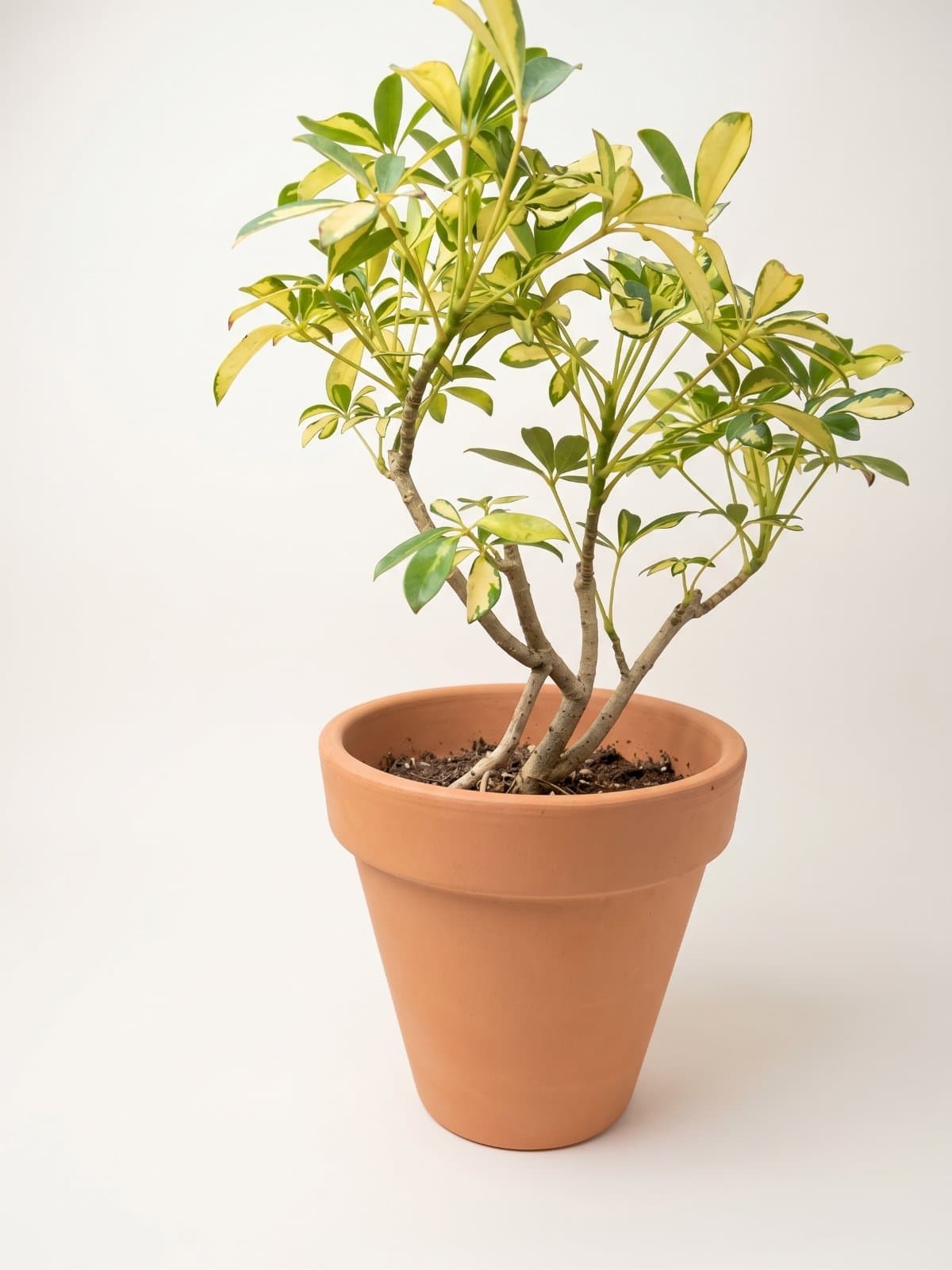 Dwarf Umbrella Tree (Schefflera)