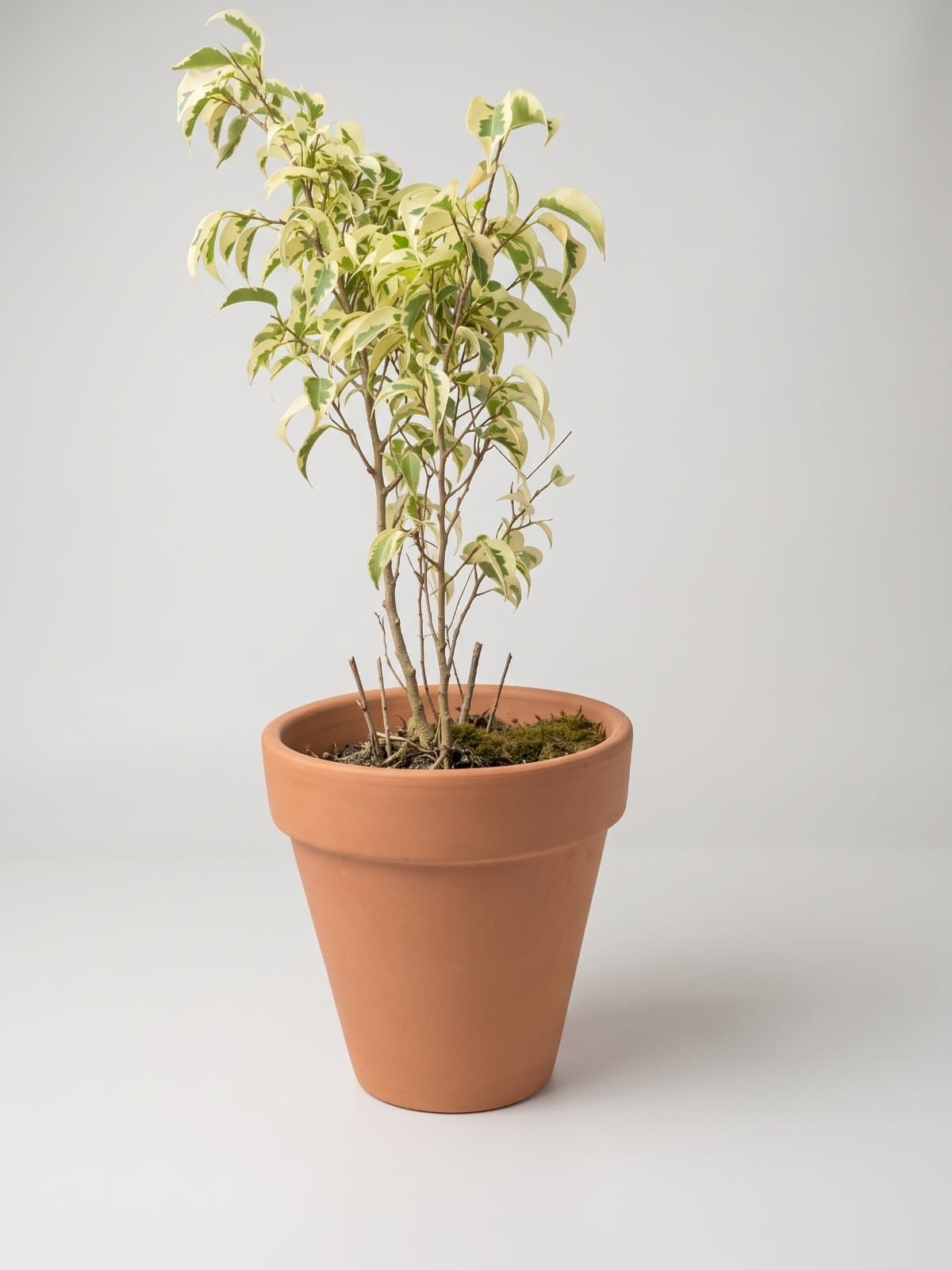 Variegated Weeping Fig (Ficus benjamina)