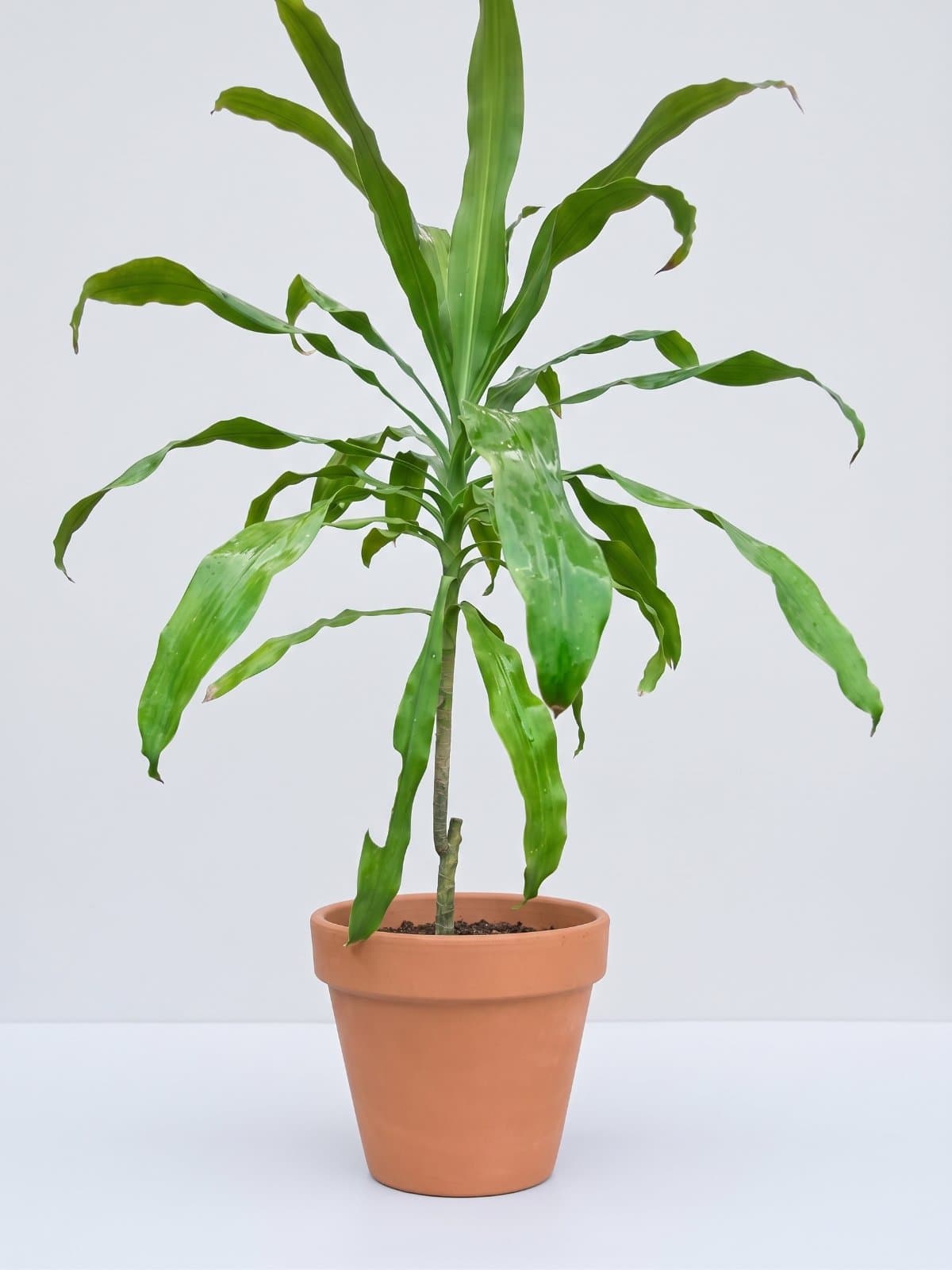 Corn Plant (Dracaena)