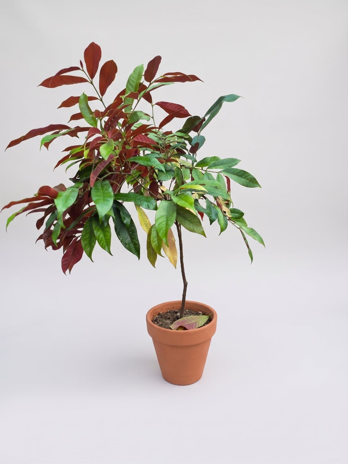 Christina Plant (Syzygium)