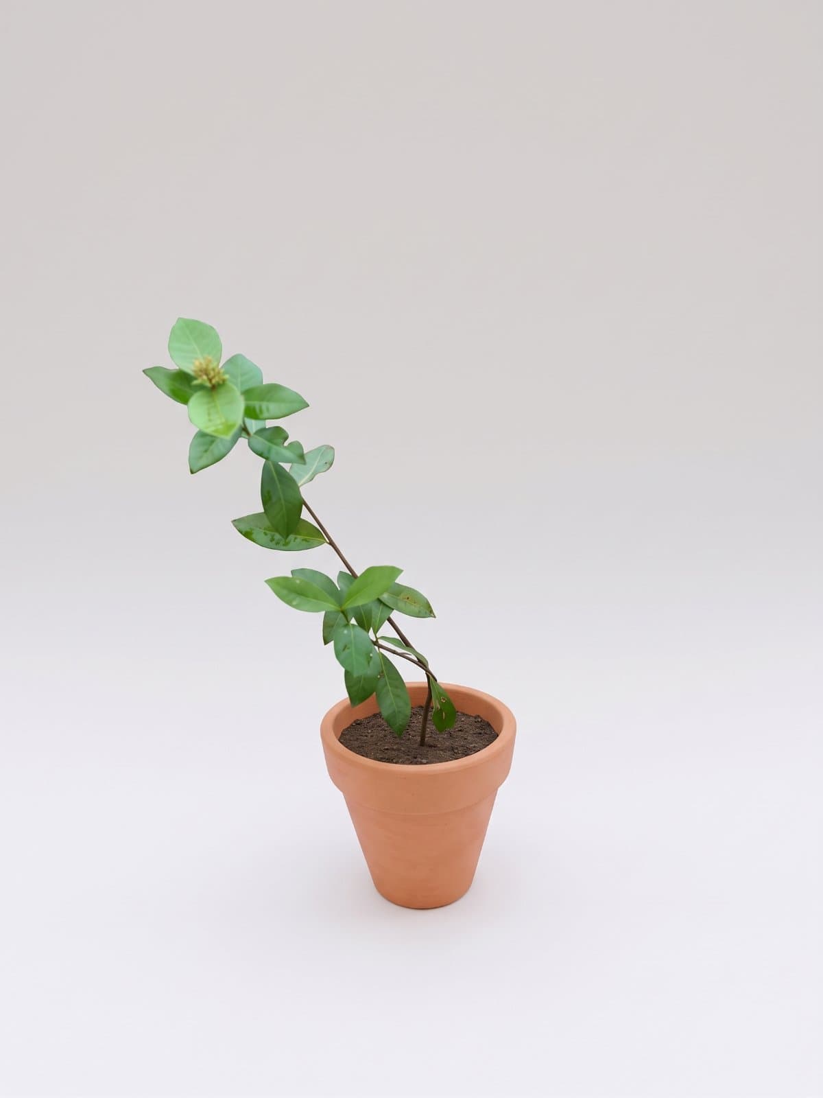 Ixora (Jungle Geranium)