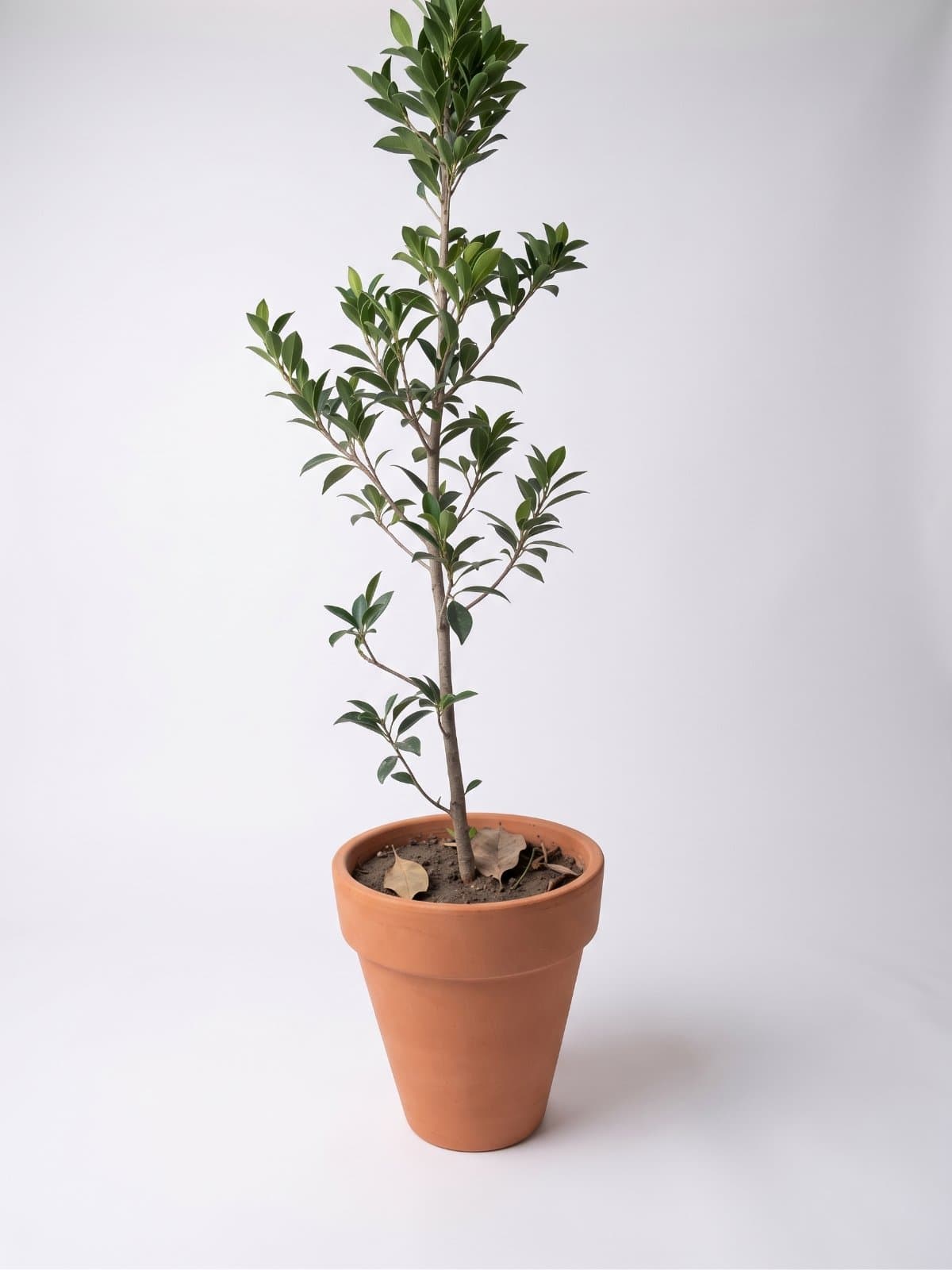 Ficus (Indian Laurel Fig)