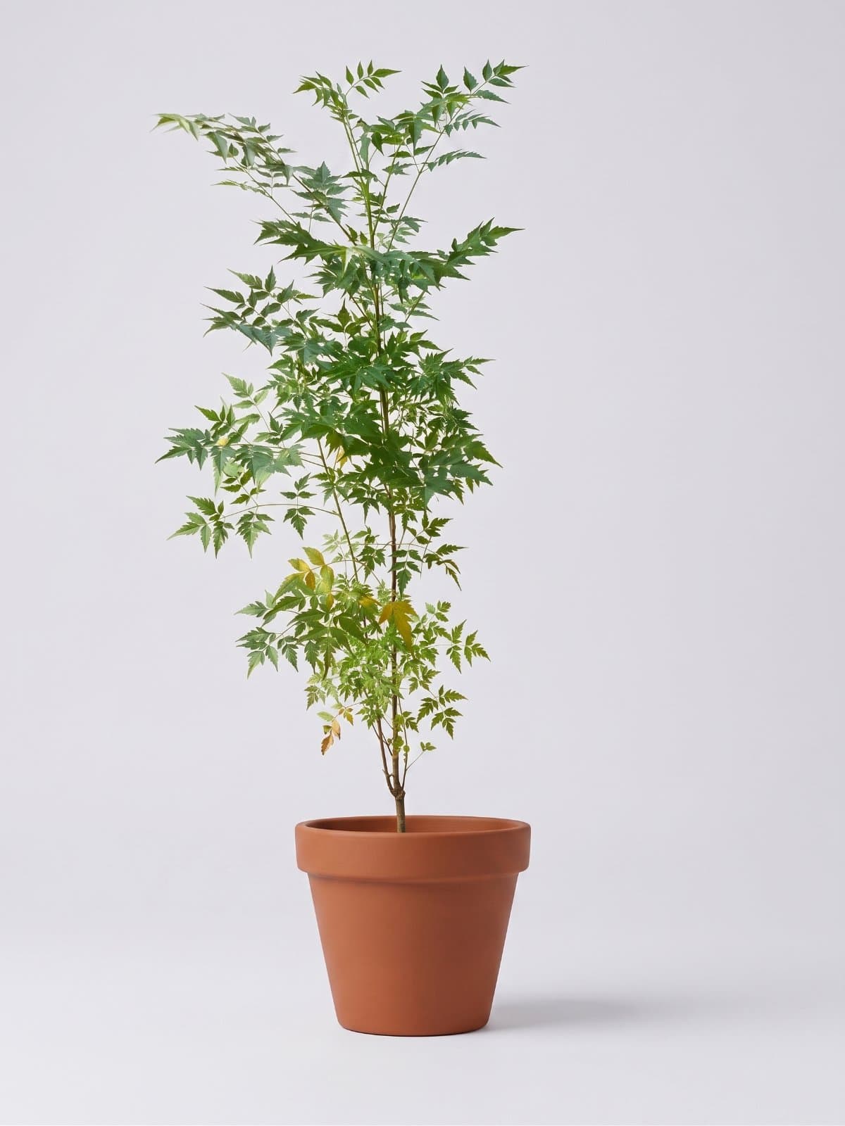 بکائن (چائنا بیری)