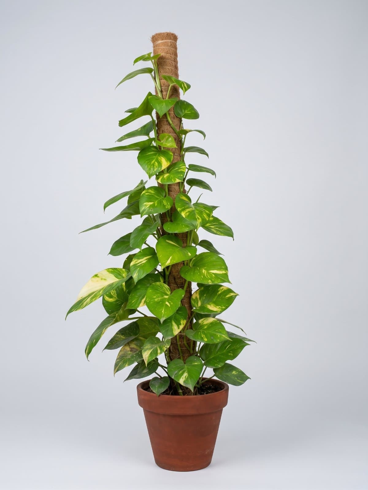 Money Plant