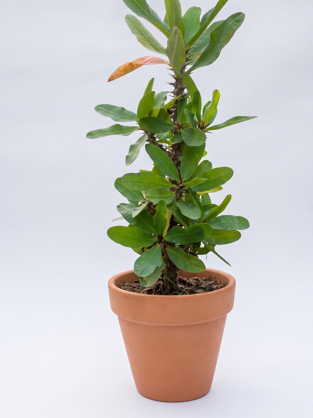 Crown of Thorns (Euphorbia milii)